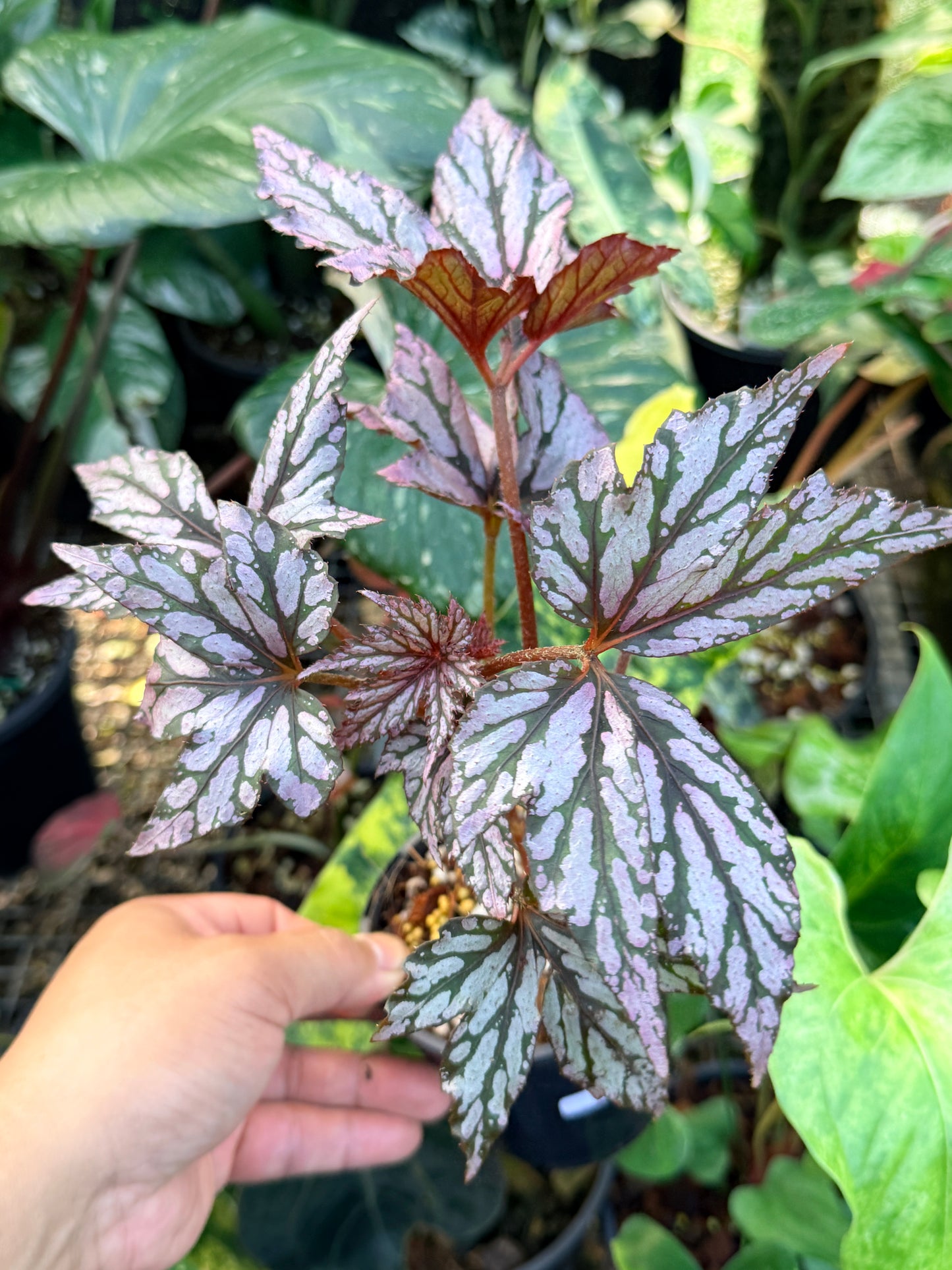 Begonia 'Bewitched Pink' P5