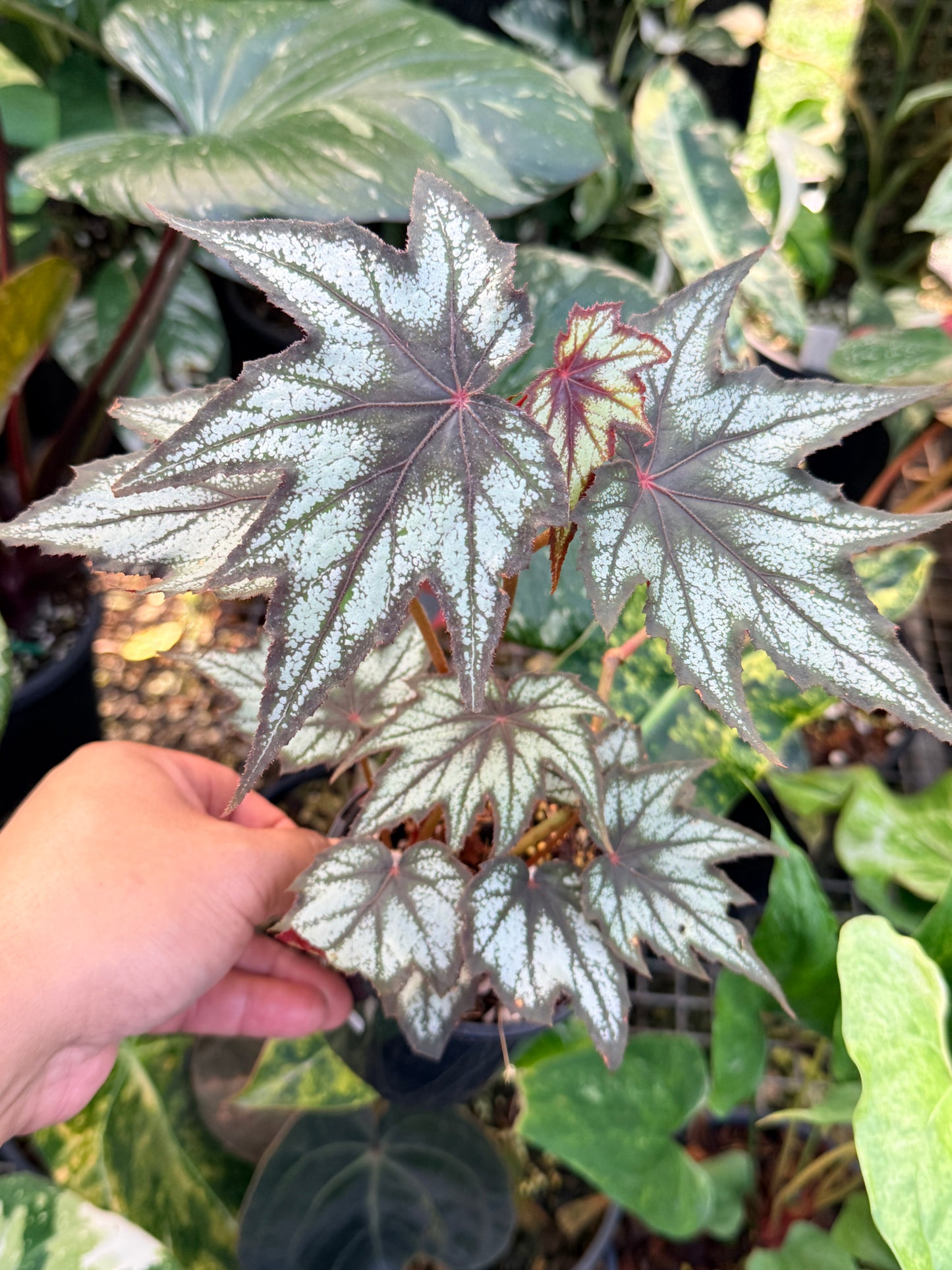 Begonia 'Little Brother Montgomery' K46