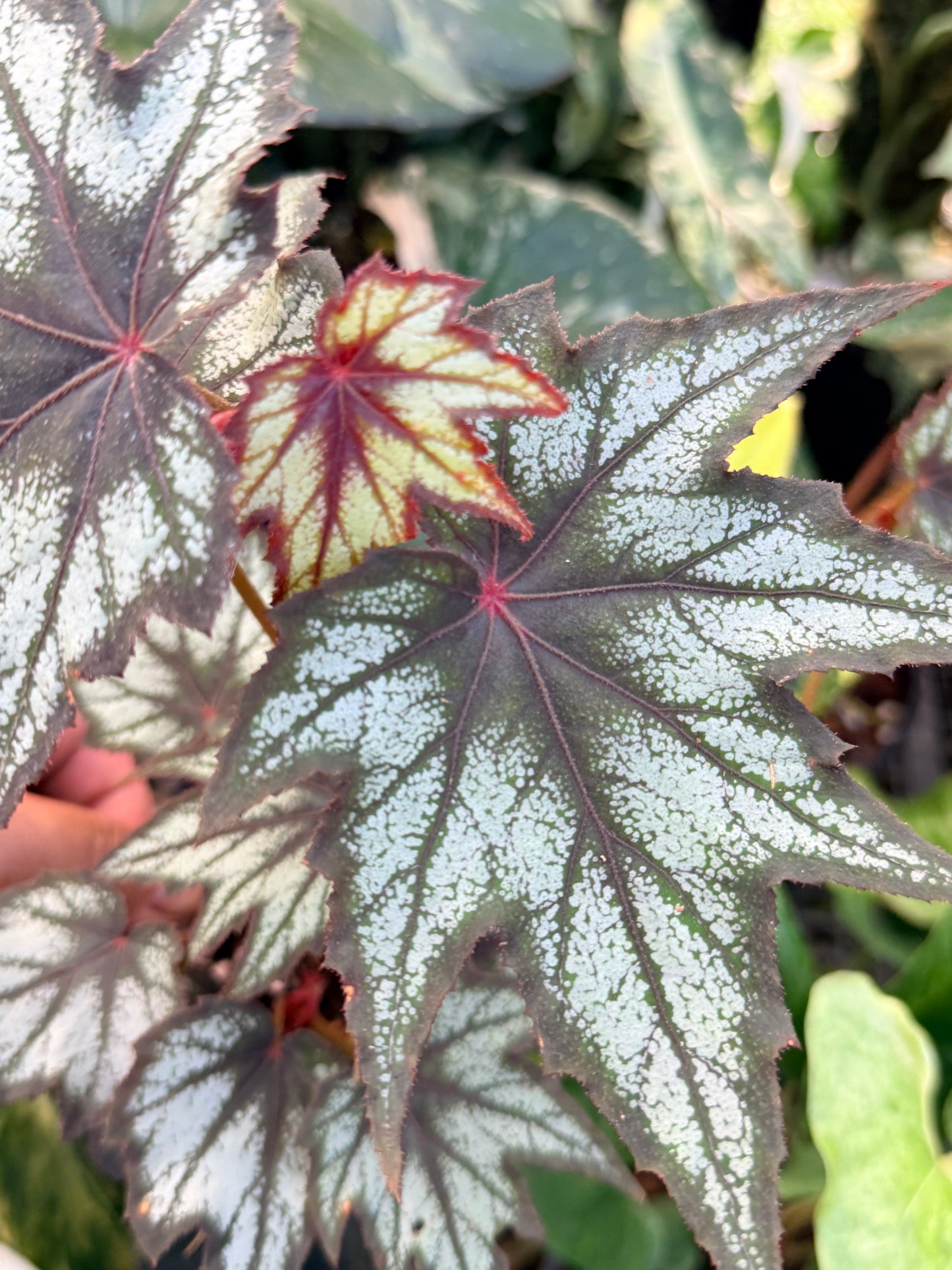 Begonia 'Little Brother Montgomery' K46