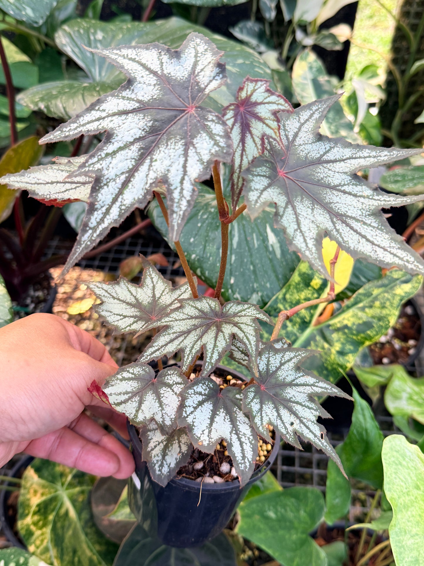 Begonia 'Little Brother Montgomery' K46