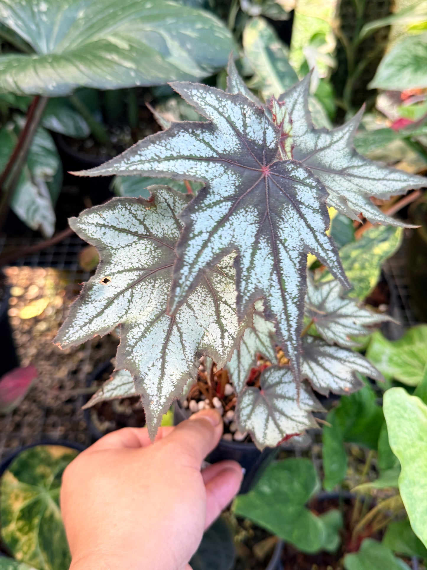 Begonia 'Little Brother Montgomery' K46