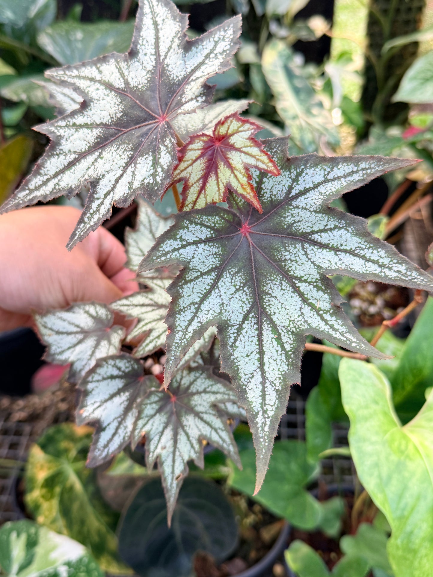 Begonia 'Little Brother Montgomery' K46