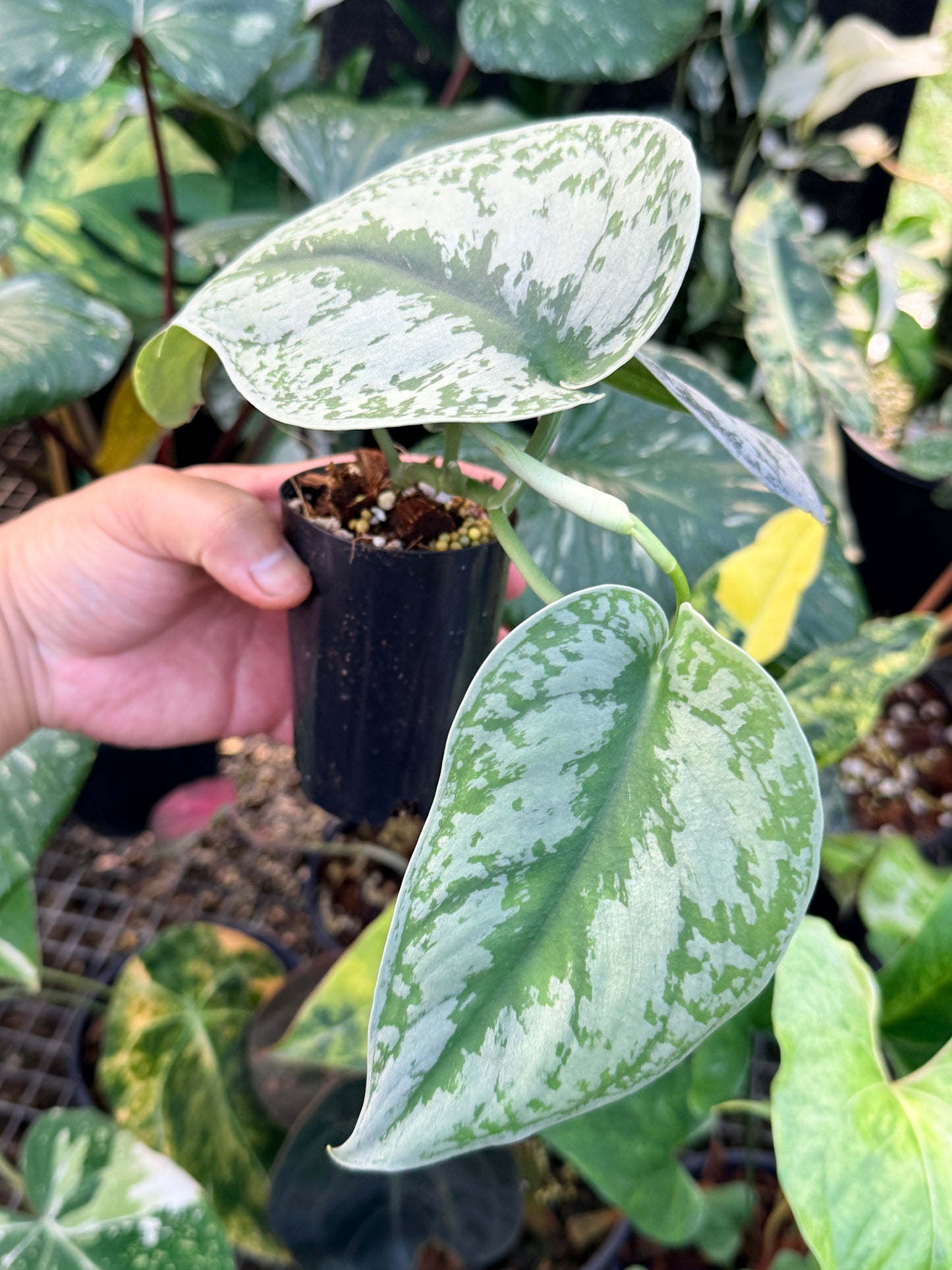 Scindapsus 'Exotica' P4