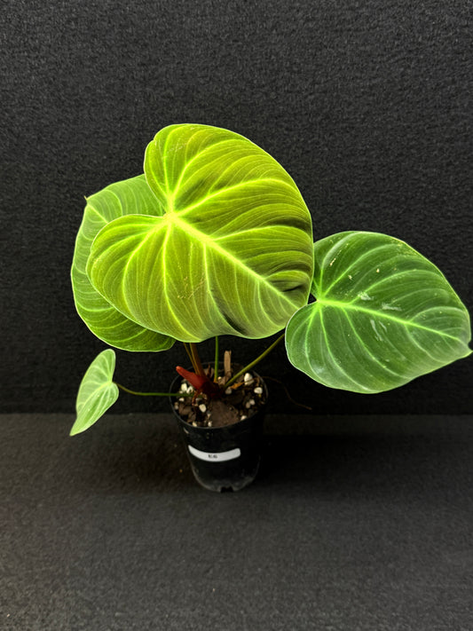 Philodendron 'El Choco Red' E6