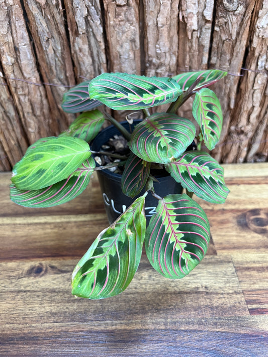 Maranta leuconeura var. erythroneura Red Vein Prayer Plant CL103