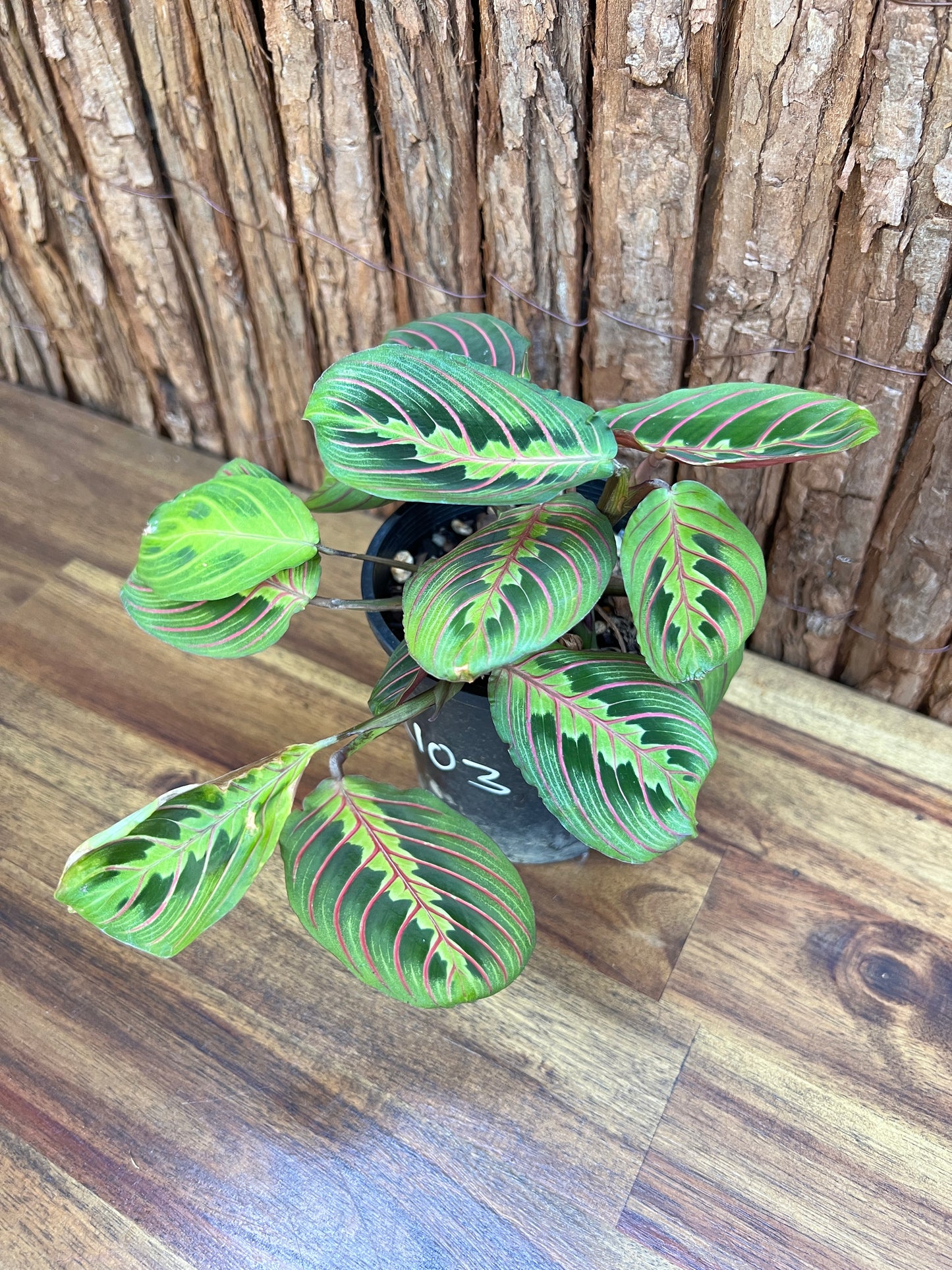 Maranta leuconeura var. erythroneura Red Vein Prayer Plant CL103