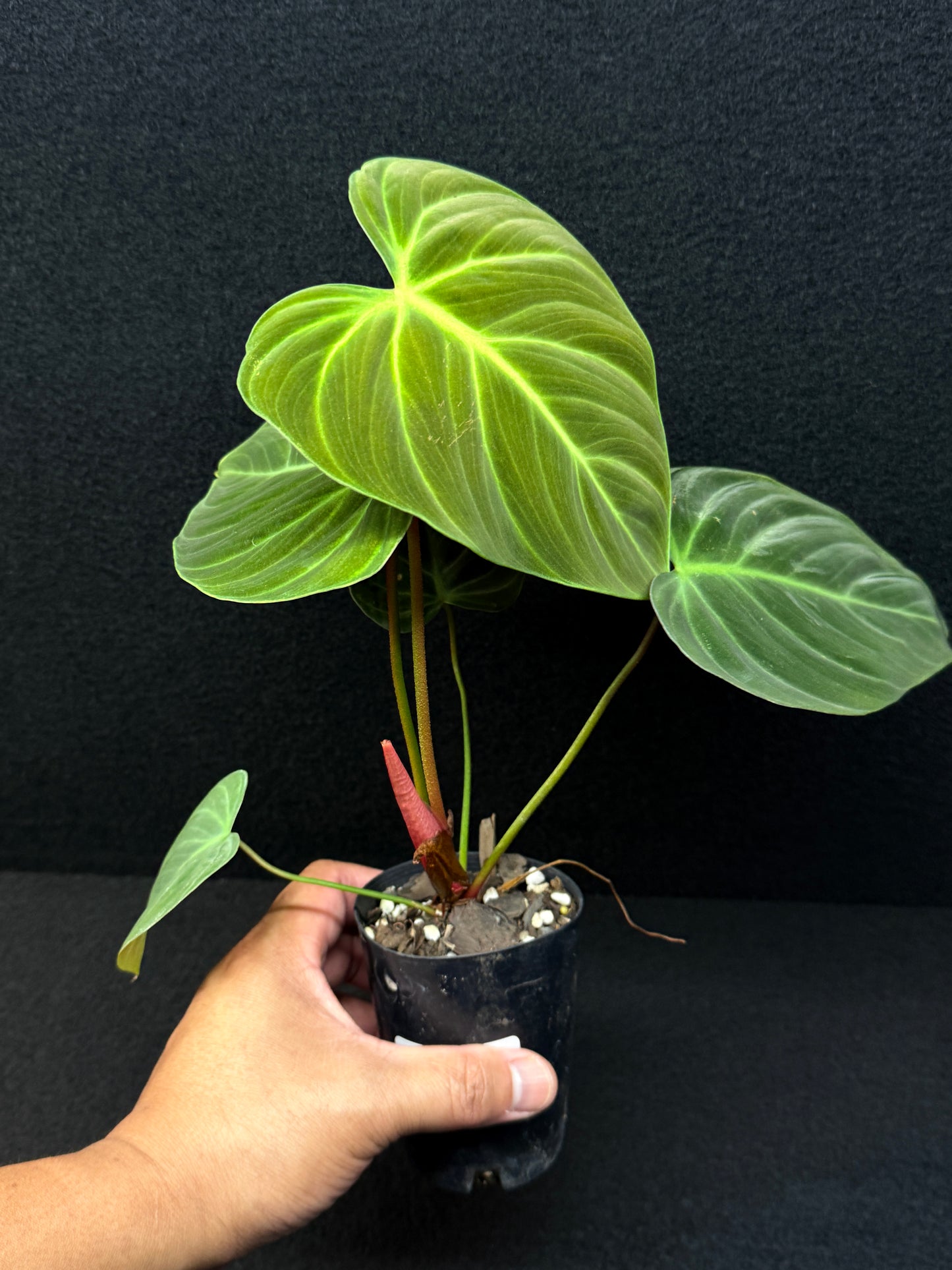 Philodendron 'El Choco Red' E6