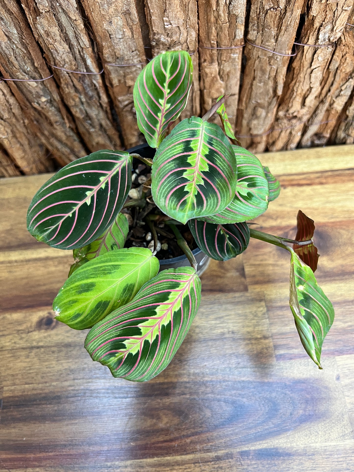 Maranta leuconeura var. erythroneura Red Vein Prayer Plant CL103