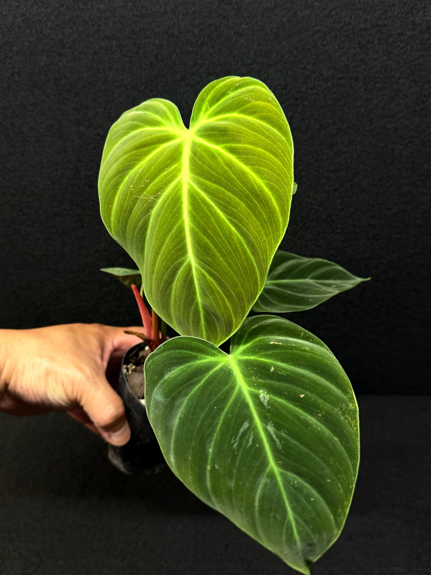 Philodendron 'El Choco Red' E6