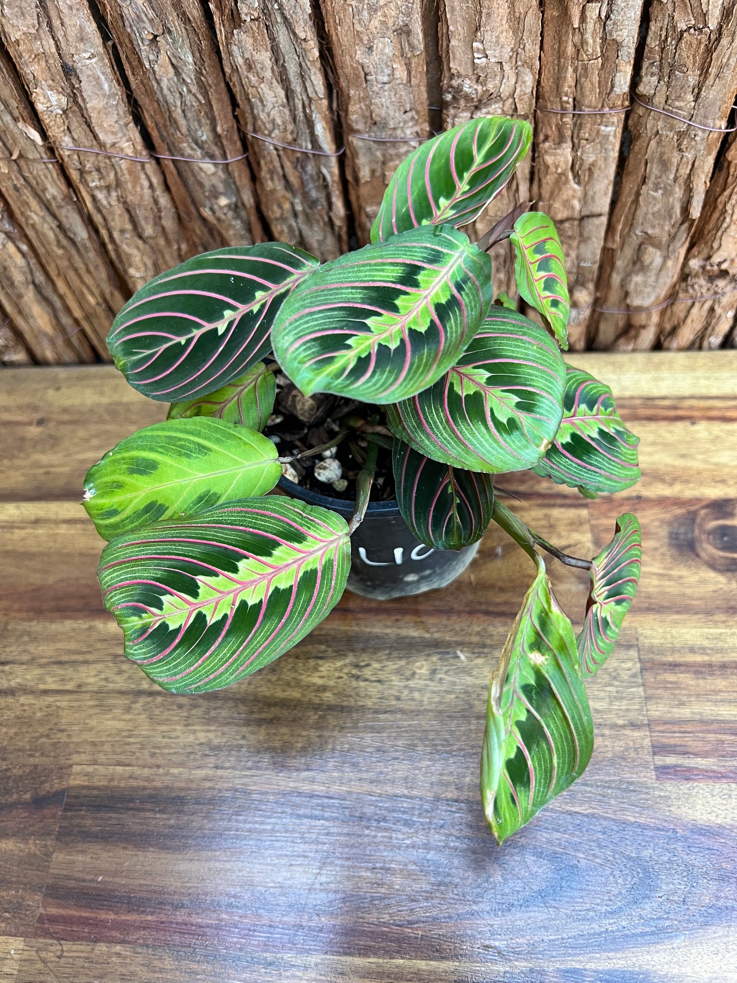 Maranta leuconeura var. erythroneura Red Vein Prayer Plant CL103