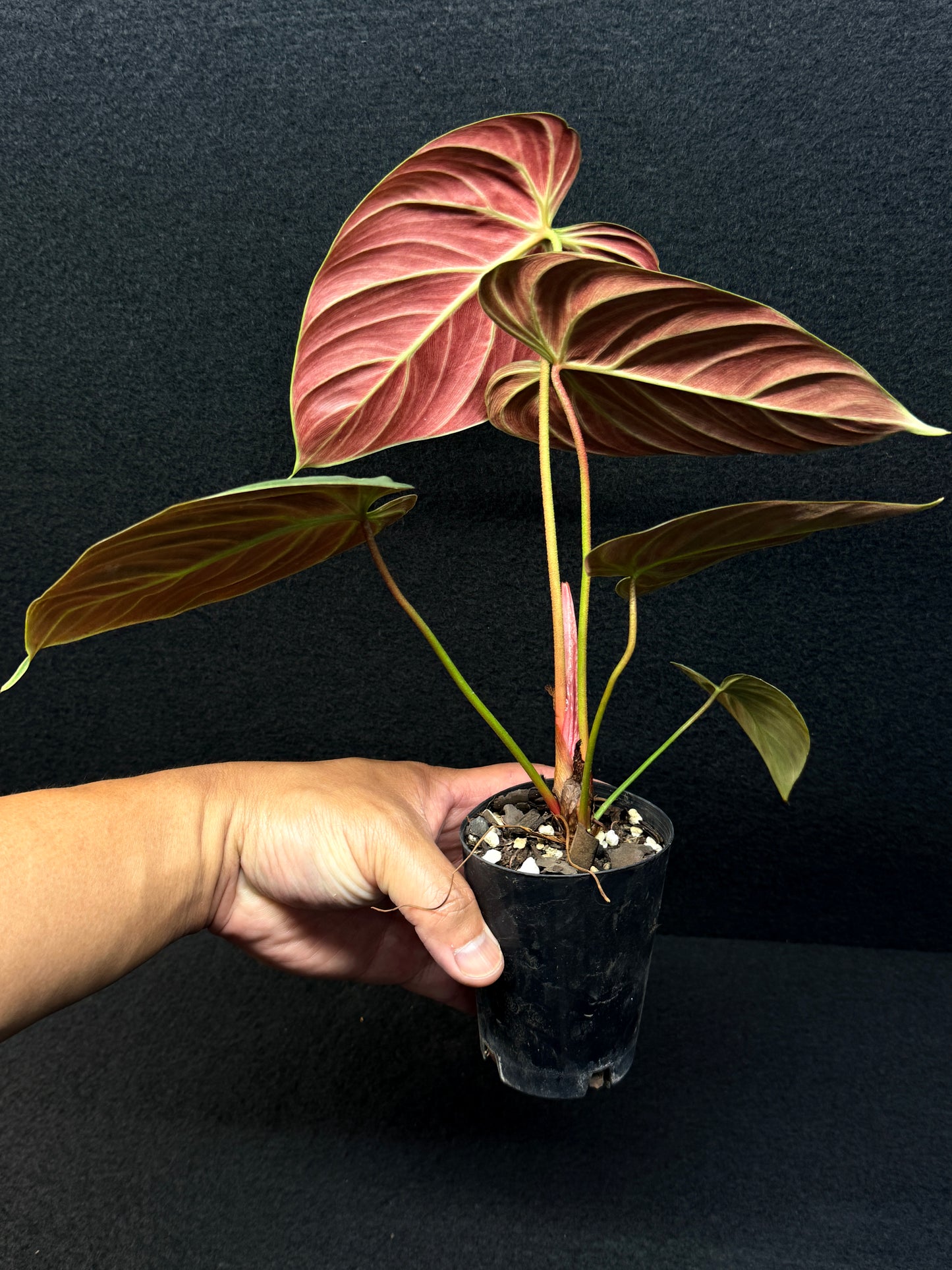 Philodendron 'El Choco Red' E6