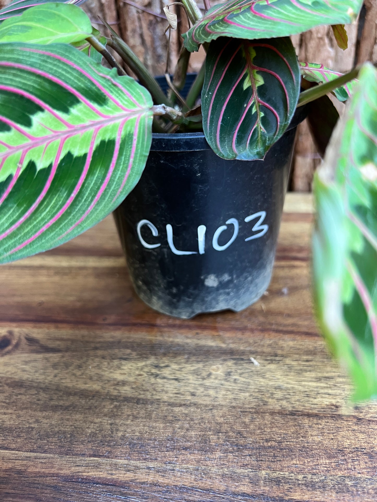 Maranta leuconeura var. erythroneura Red Vein Prayer Plant CL103