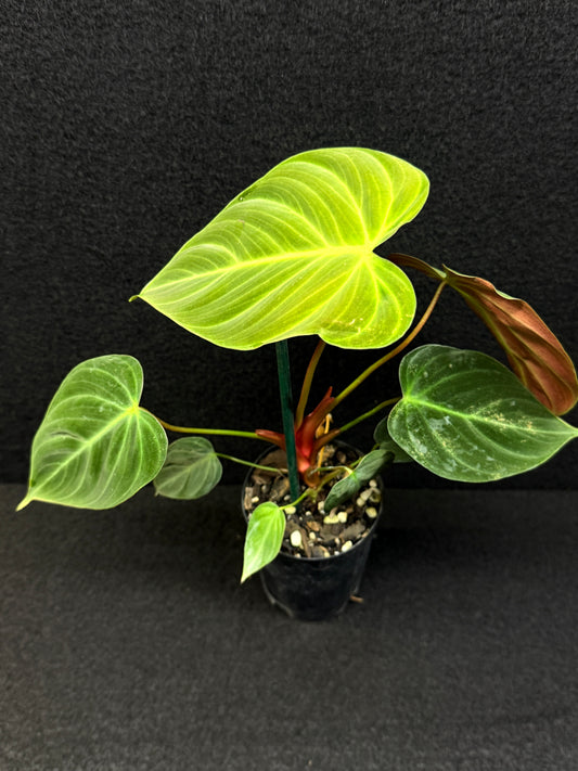 Philodendron 'El Choco Red' E7