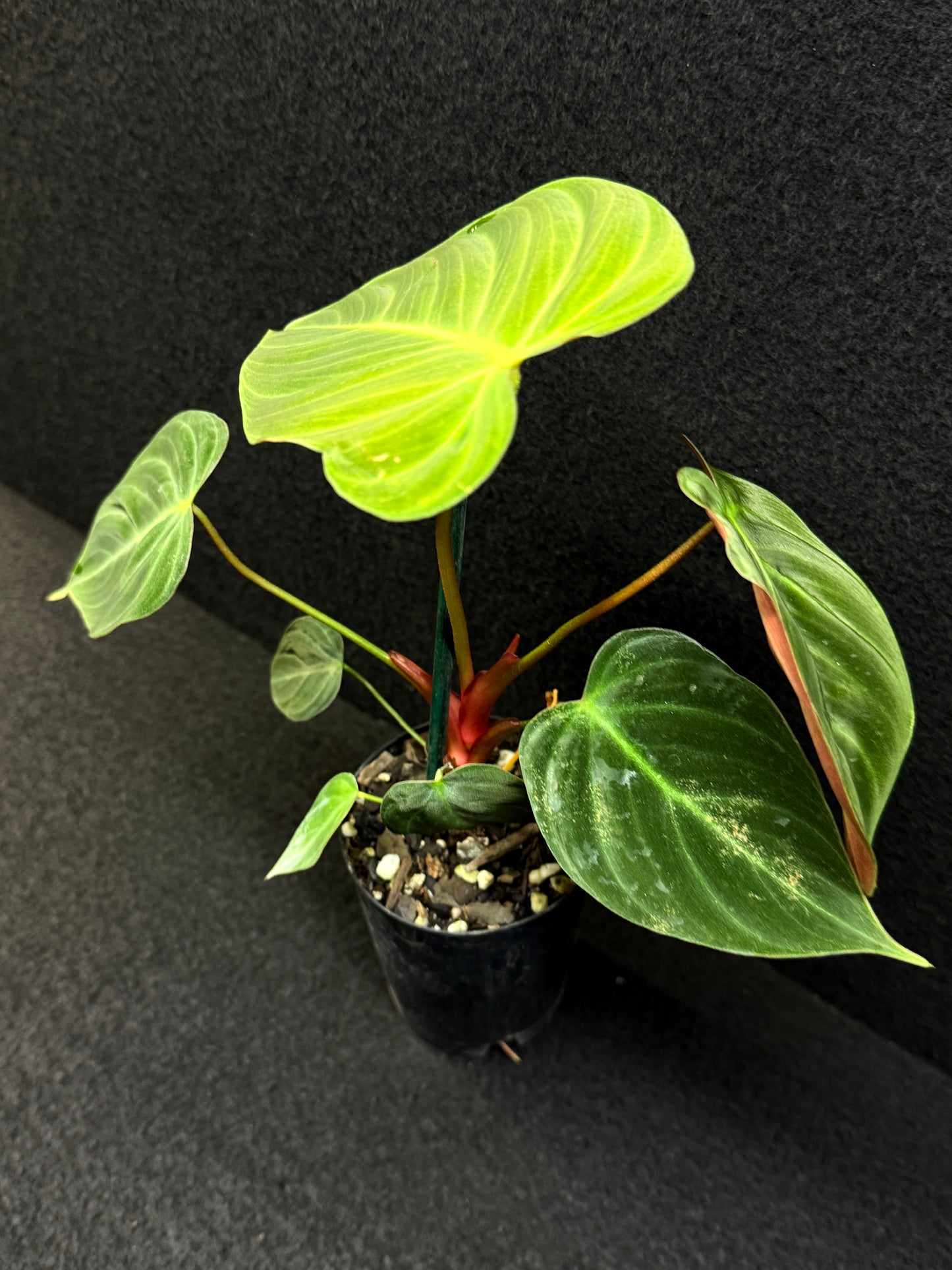 Philodendron 'El Choco Red' E7