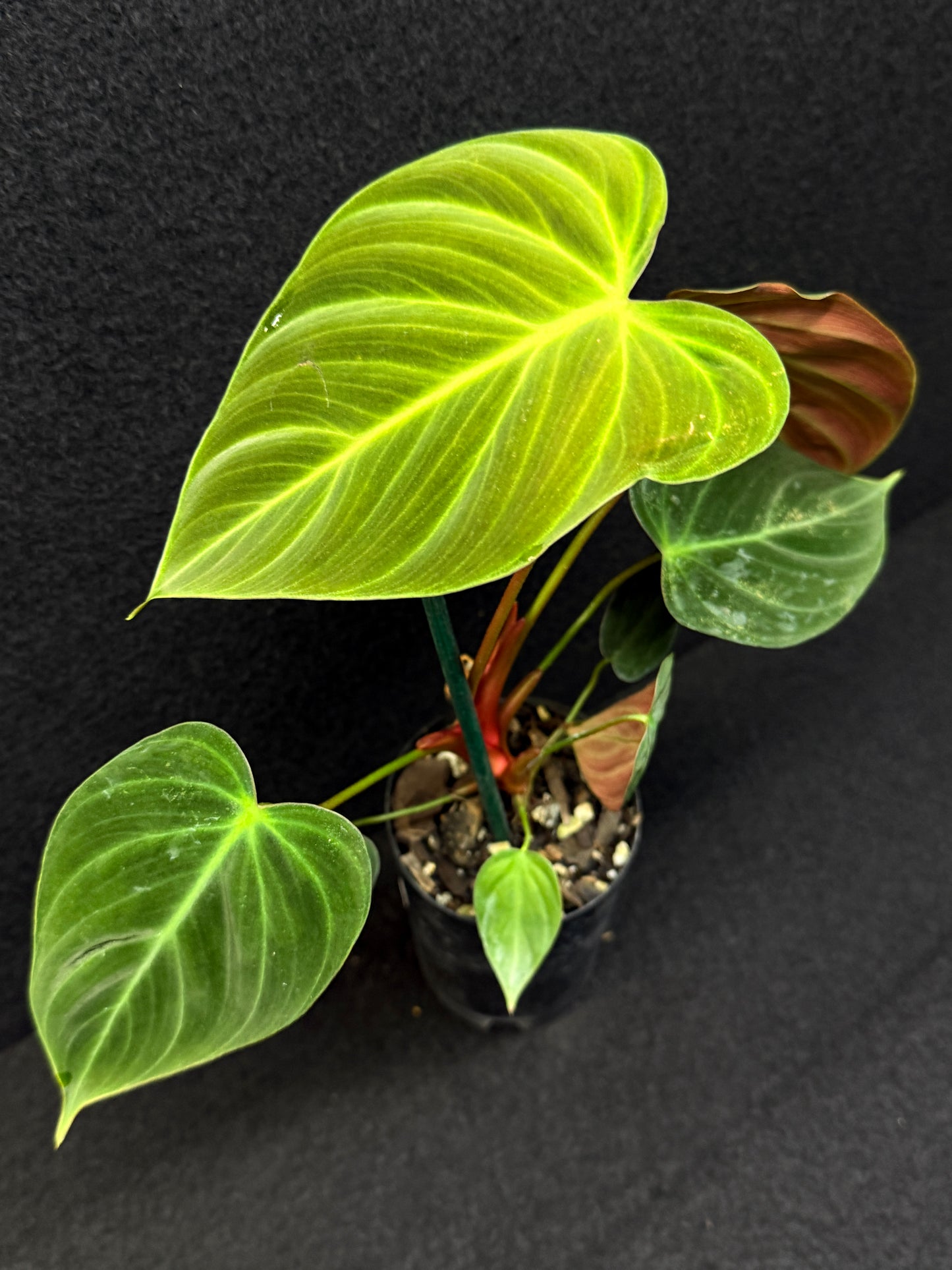 Philodendron 'El Choco Red' E7