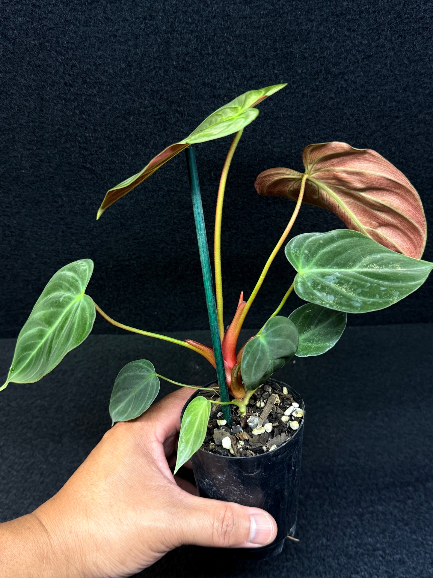 Philodendron 'El Choco Red' E7