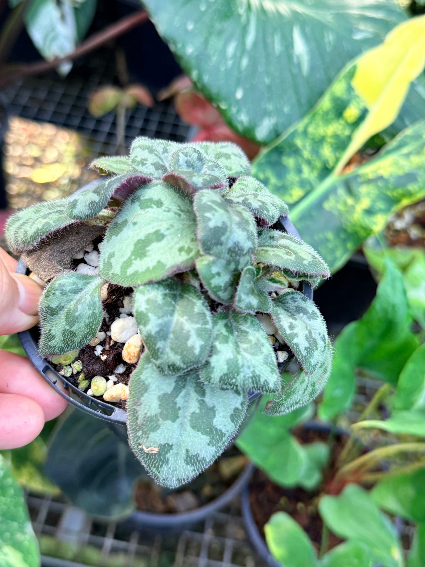 Primulina 'Yungfuensis' P6