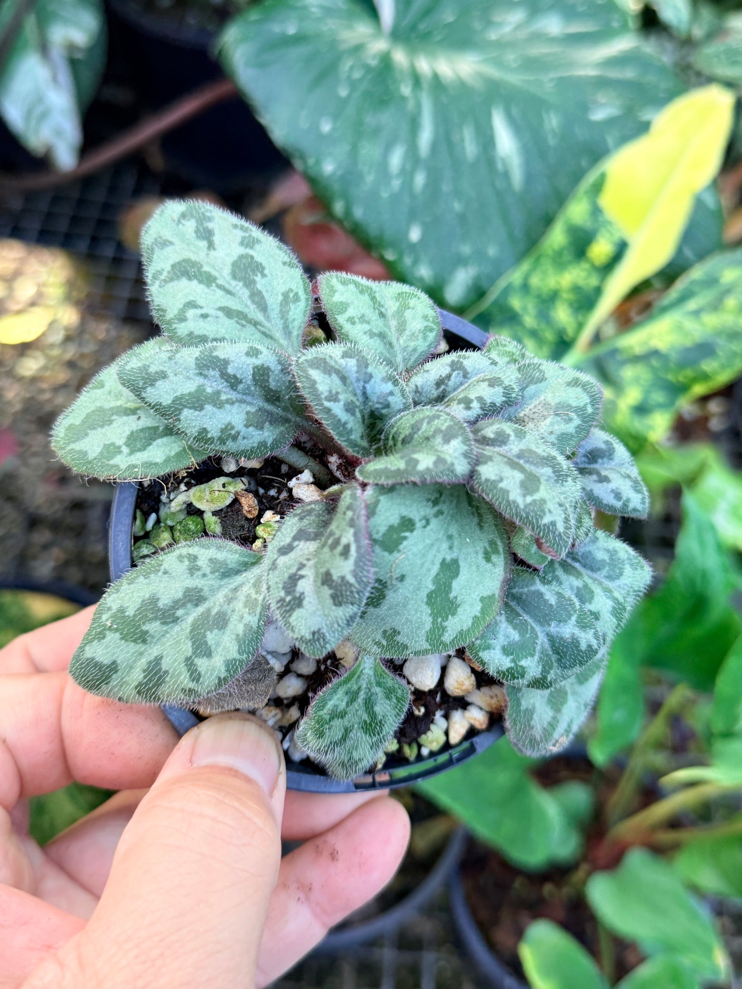 Primulina 'Yungfuensis' P6