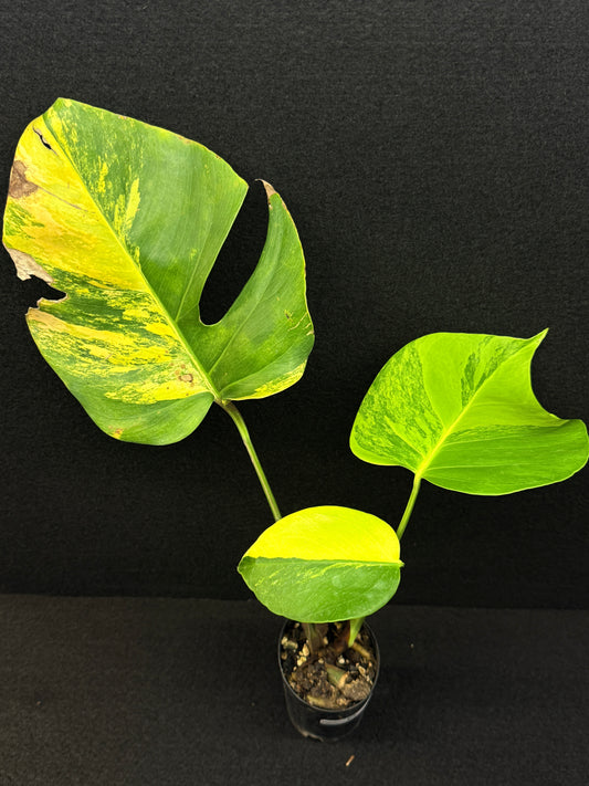 Monstera borsigiana 'Aurea variegated' E8