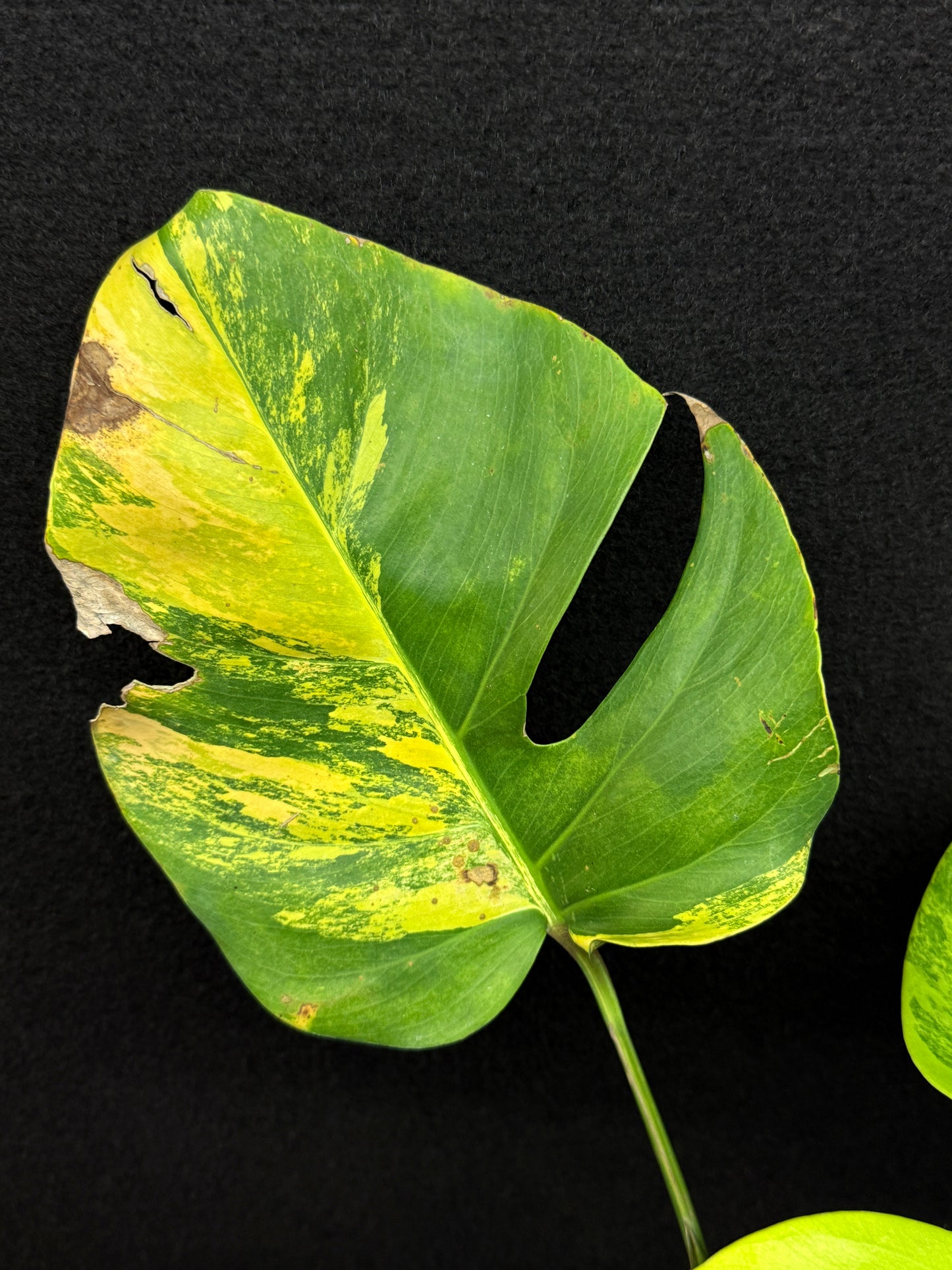 Monstera borsigiana 'Aurea variegated' E8