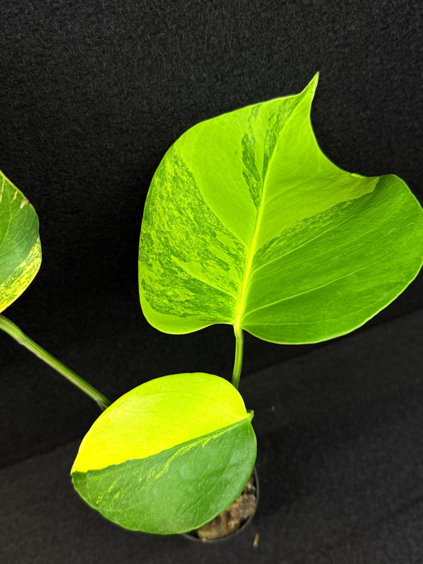 Monstera borsigiana 'Aurea variegated' E8