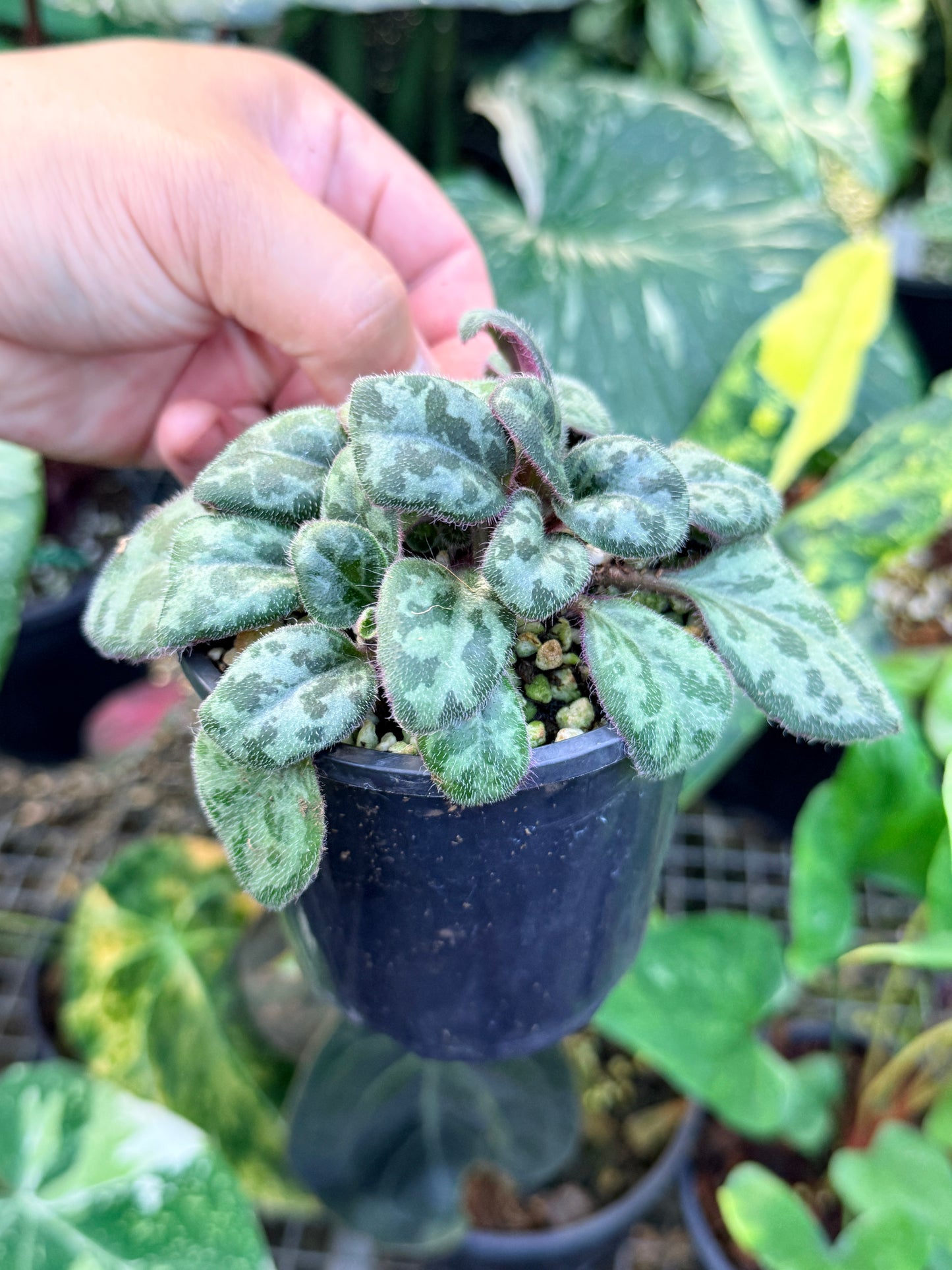 Primulina 'Yungfuensis' P6