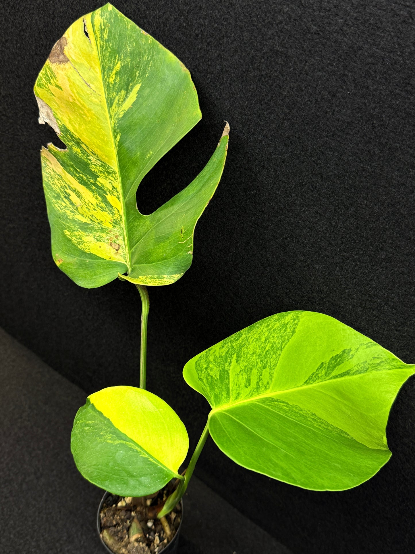 Monstera borsigiana 'Aurea variegated' E8
