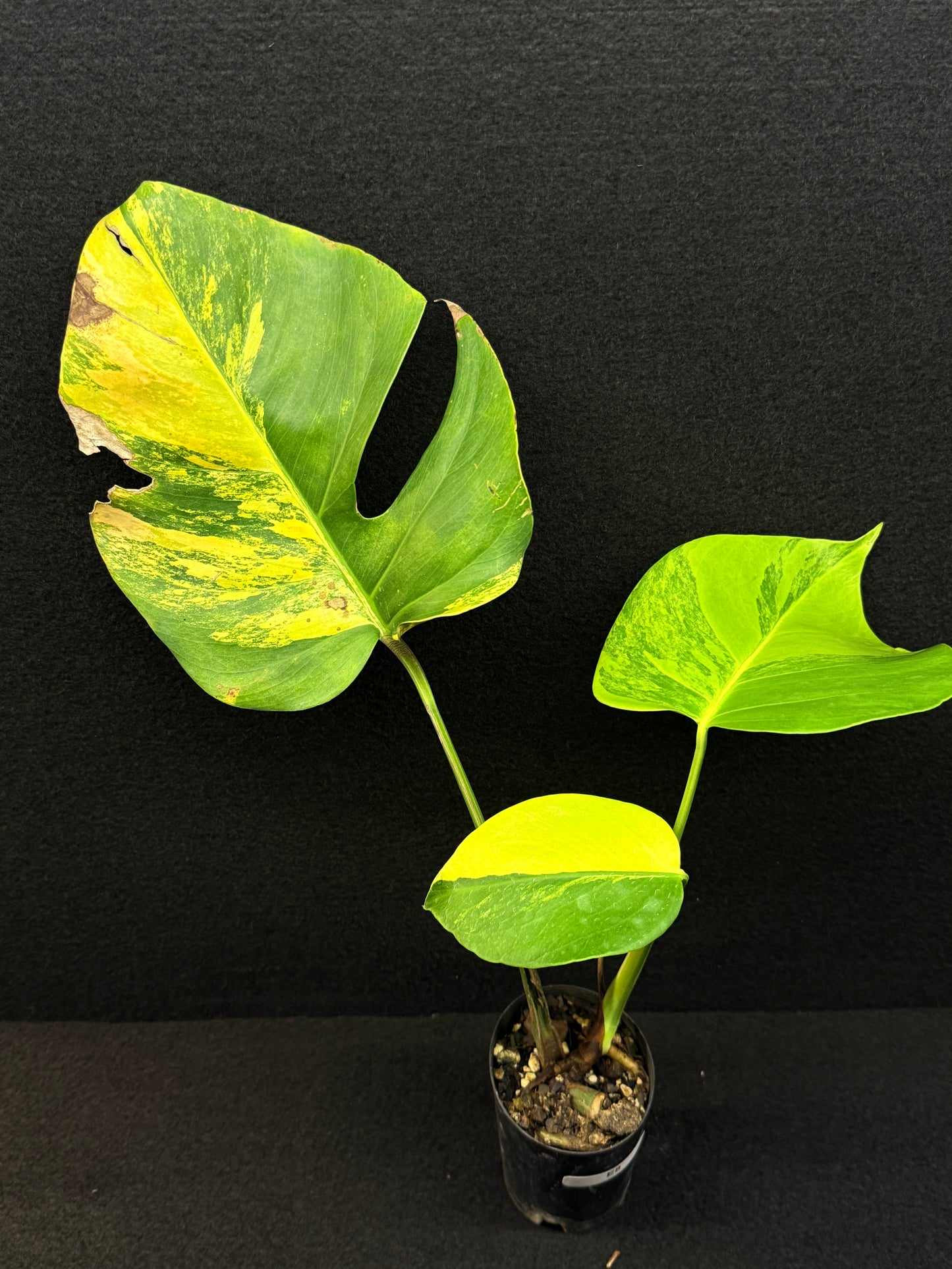 Monstera borsigiana 'Aurea variegated' E8