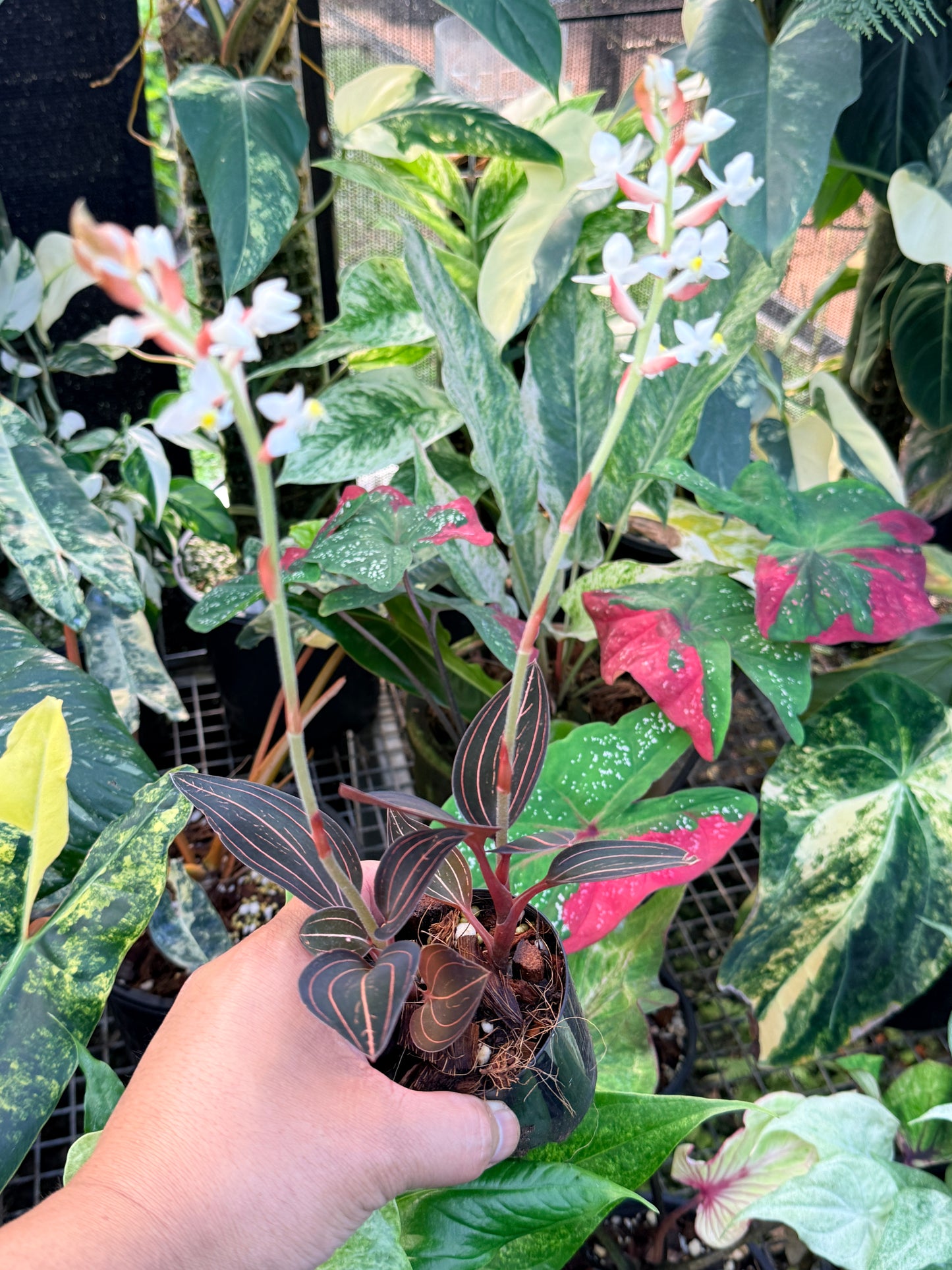 Ludisia discolor 'Black Jewel Orchid' P7