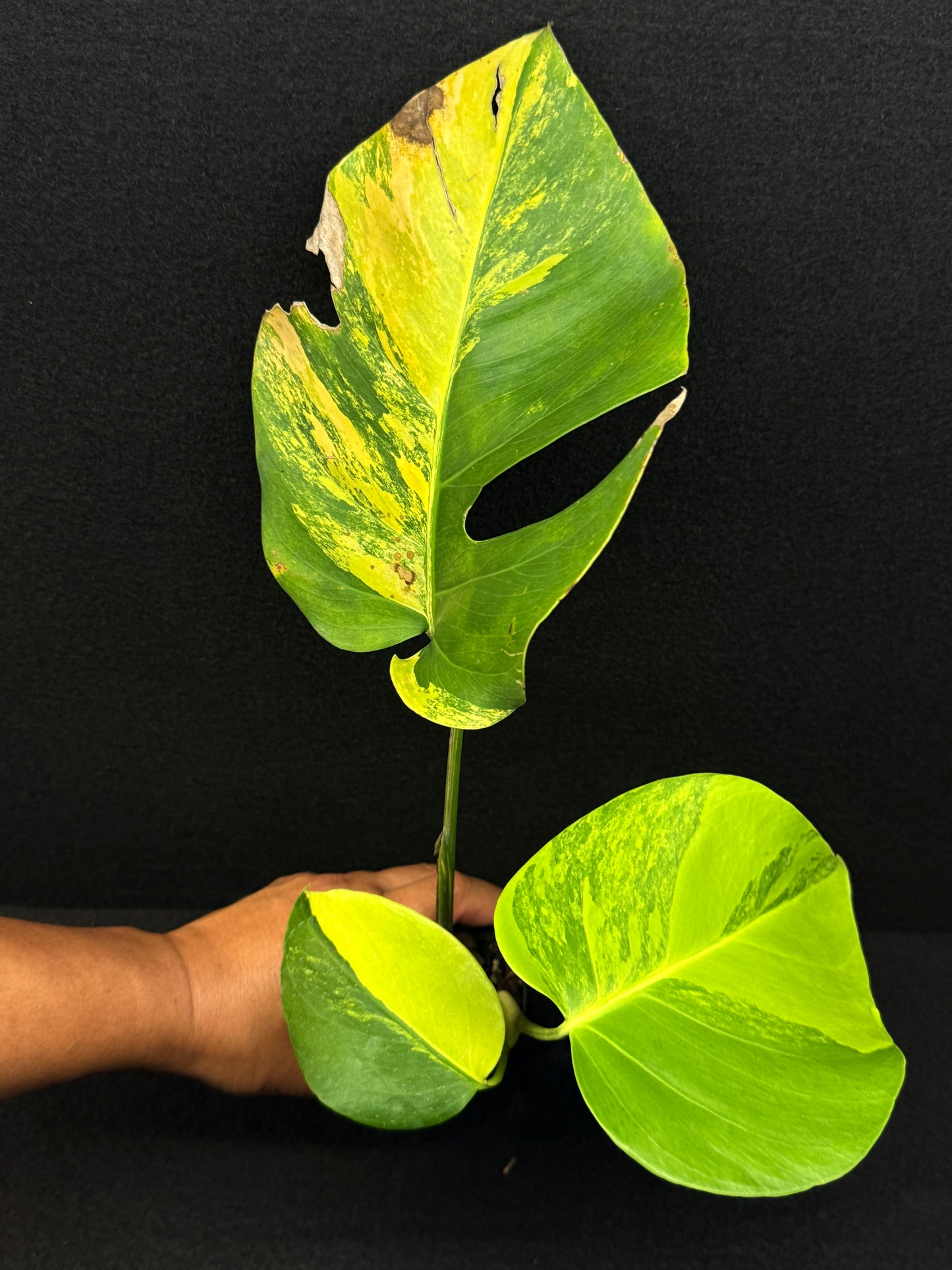 Monstera borsigiana 'Aurea variegated' E8