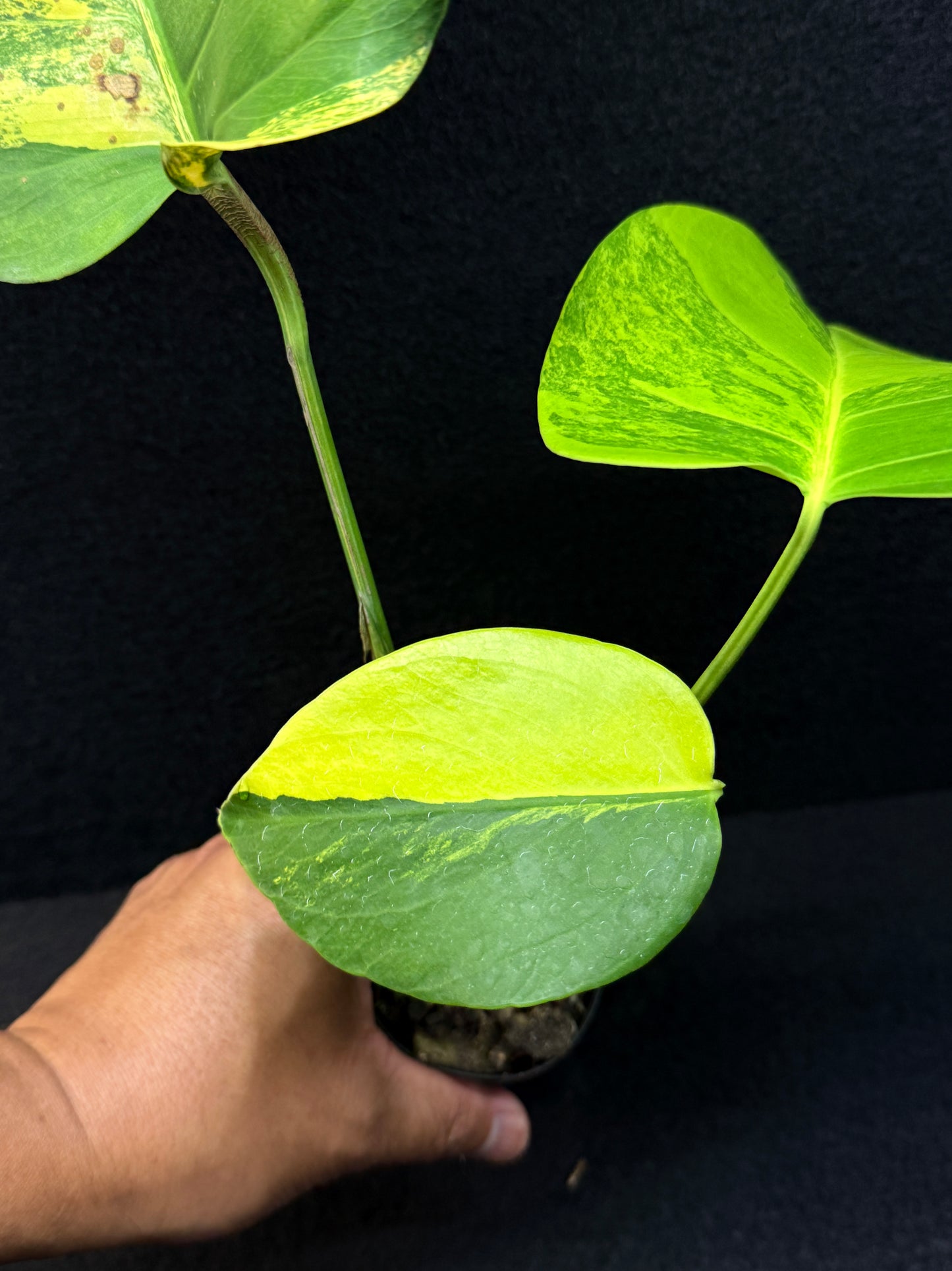 Monstera borsigiana 'Aurea variegated' E8