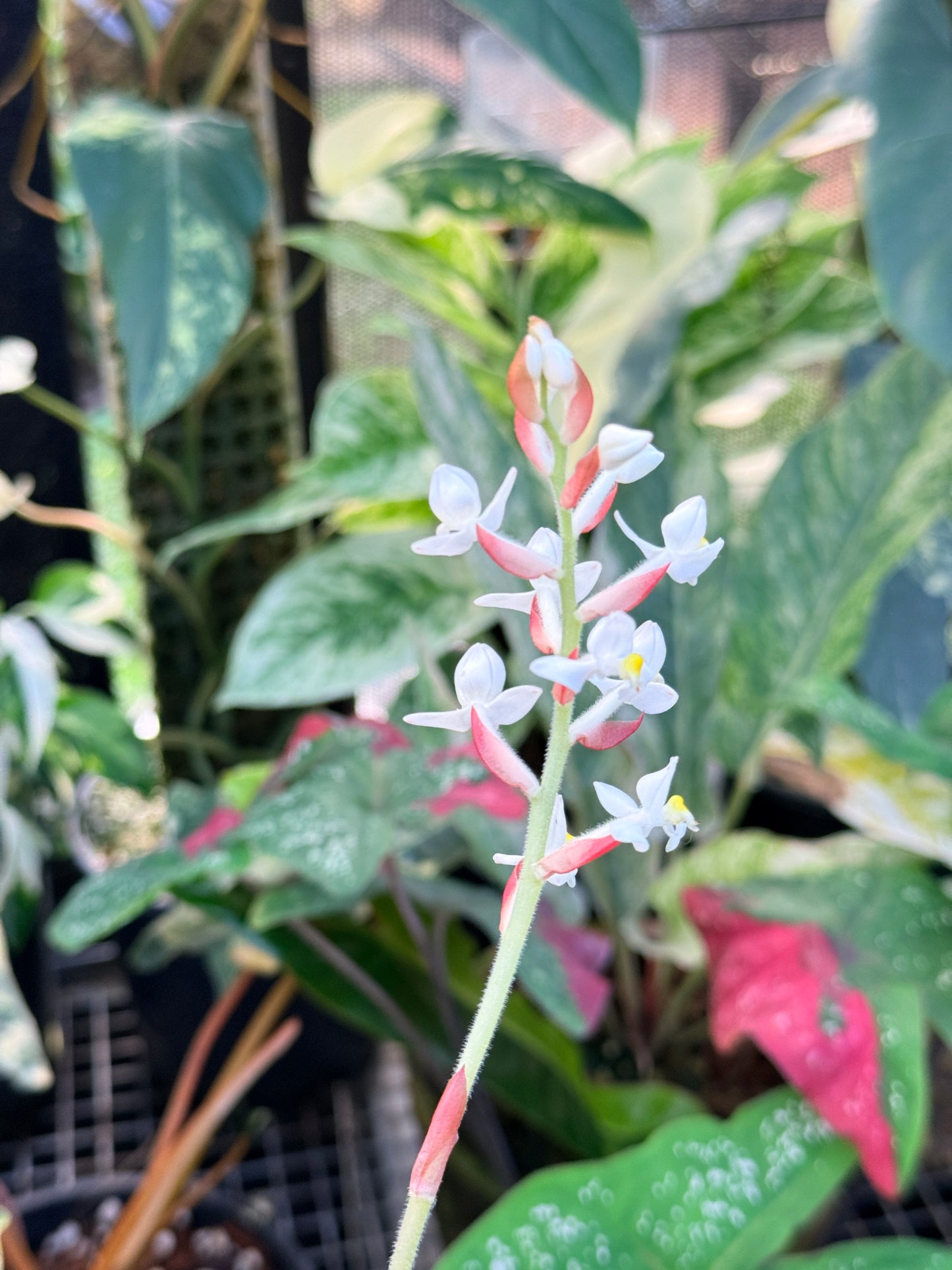 Ludisia discolor 'Black Jewel Orchid' P7