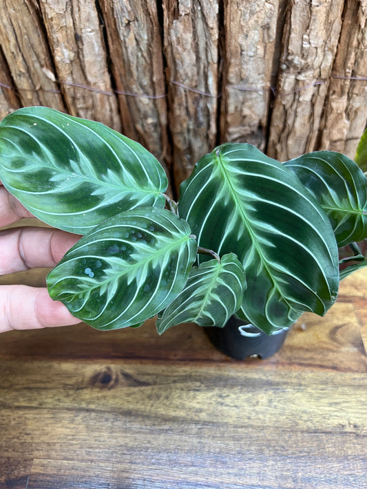 Maranta Cat Moustache CL106