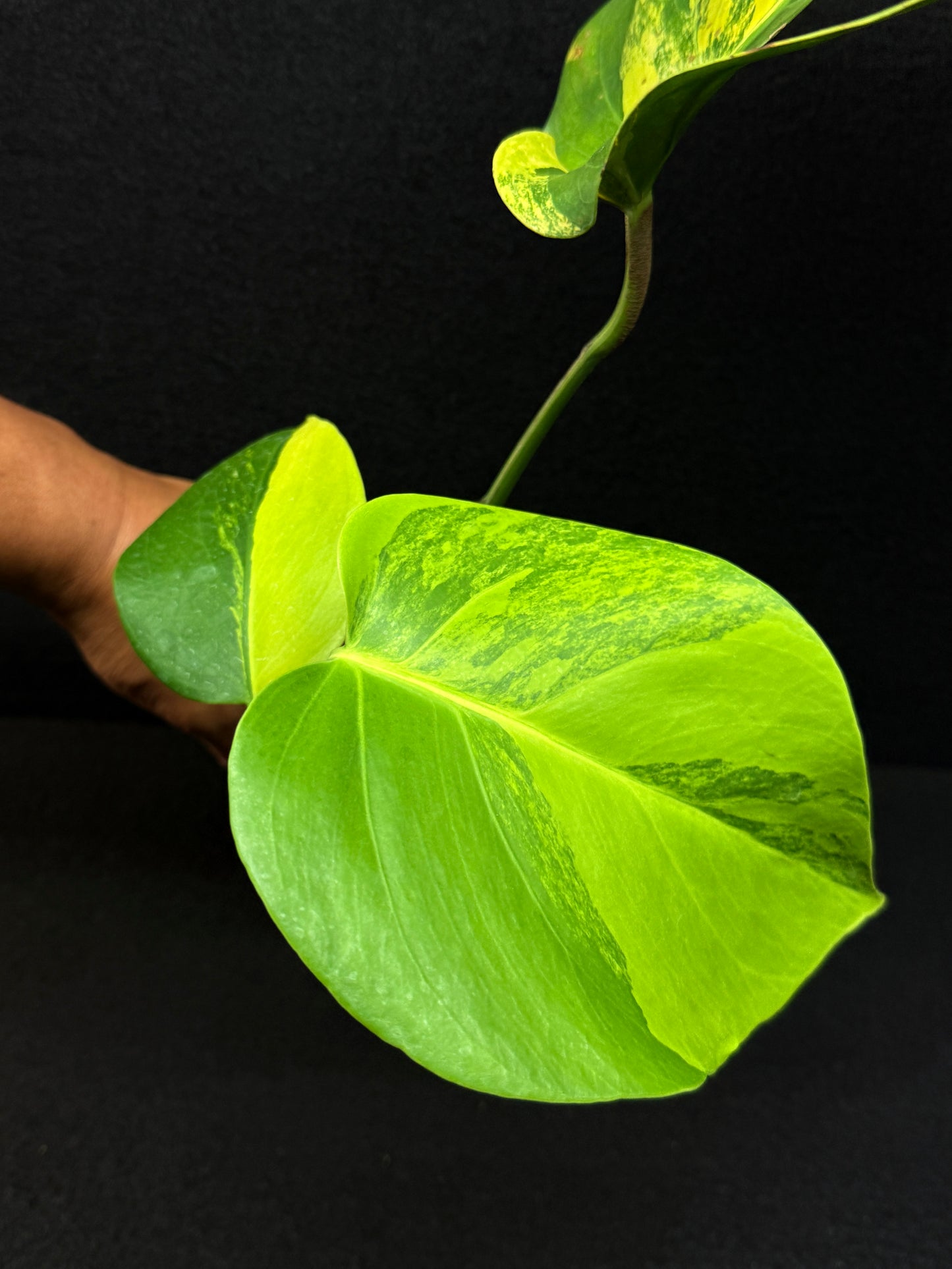 Monstera borsigiana 'Aurea variegated' E8