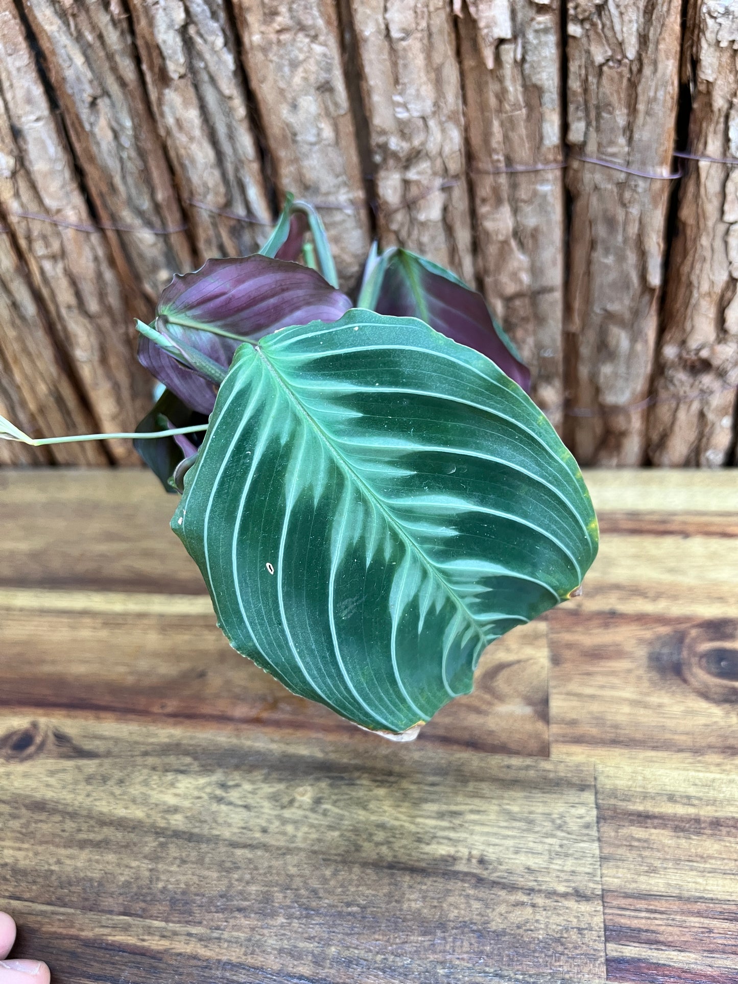 Maranta Cat Moustache CL106