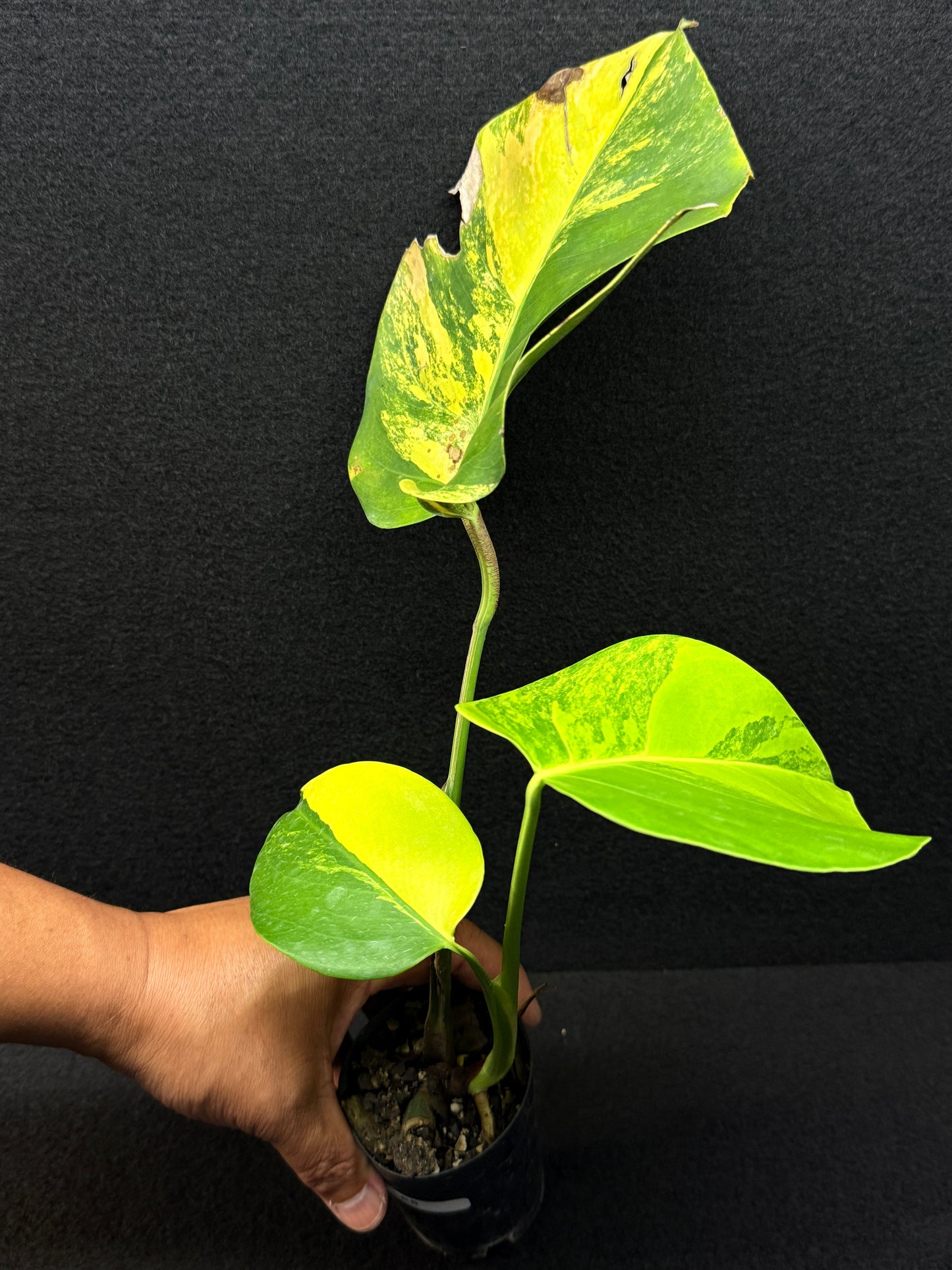 Monstera borsigiana 'Aurea variegated' E8