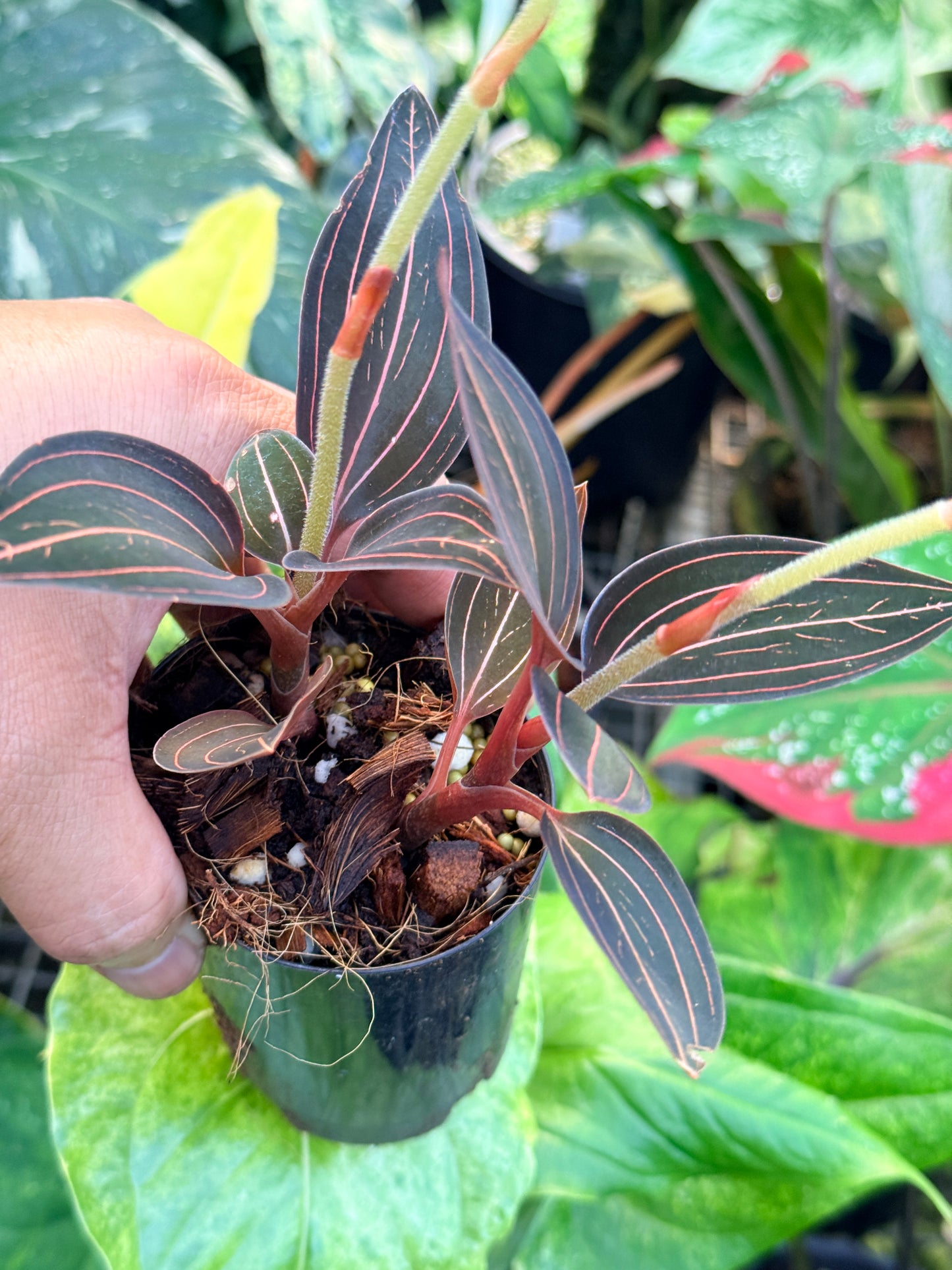 Ludisia discolor 'Black Jewel Orchid' P7