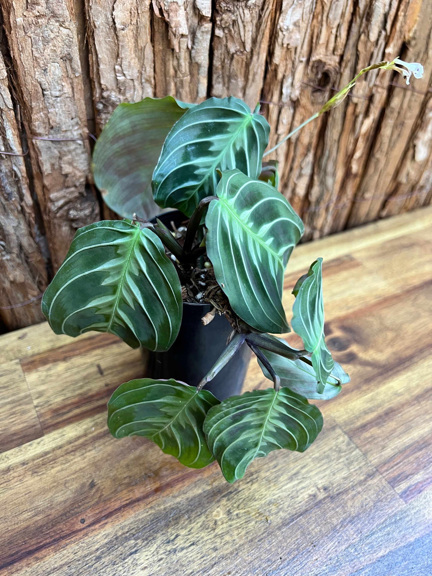 Maranta Cat Moustache CL106