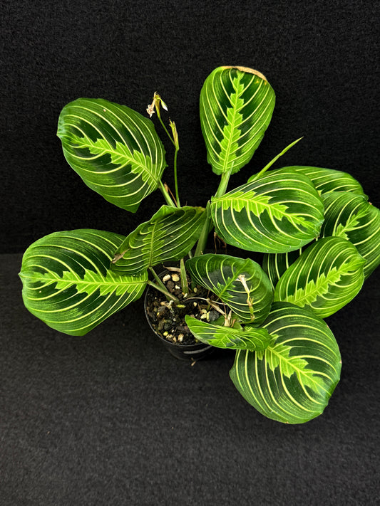 Maranta leuconeura Lemon Lime U3