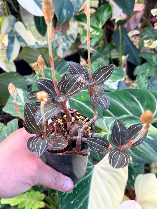 Ludisia discolor 'Black Jewel Orchid' P9