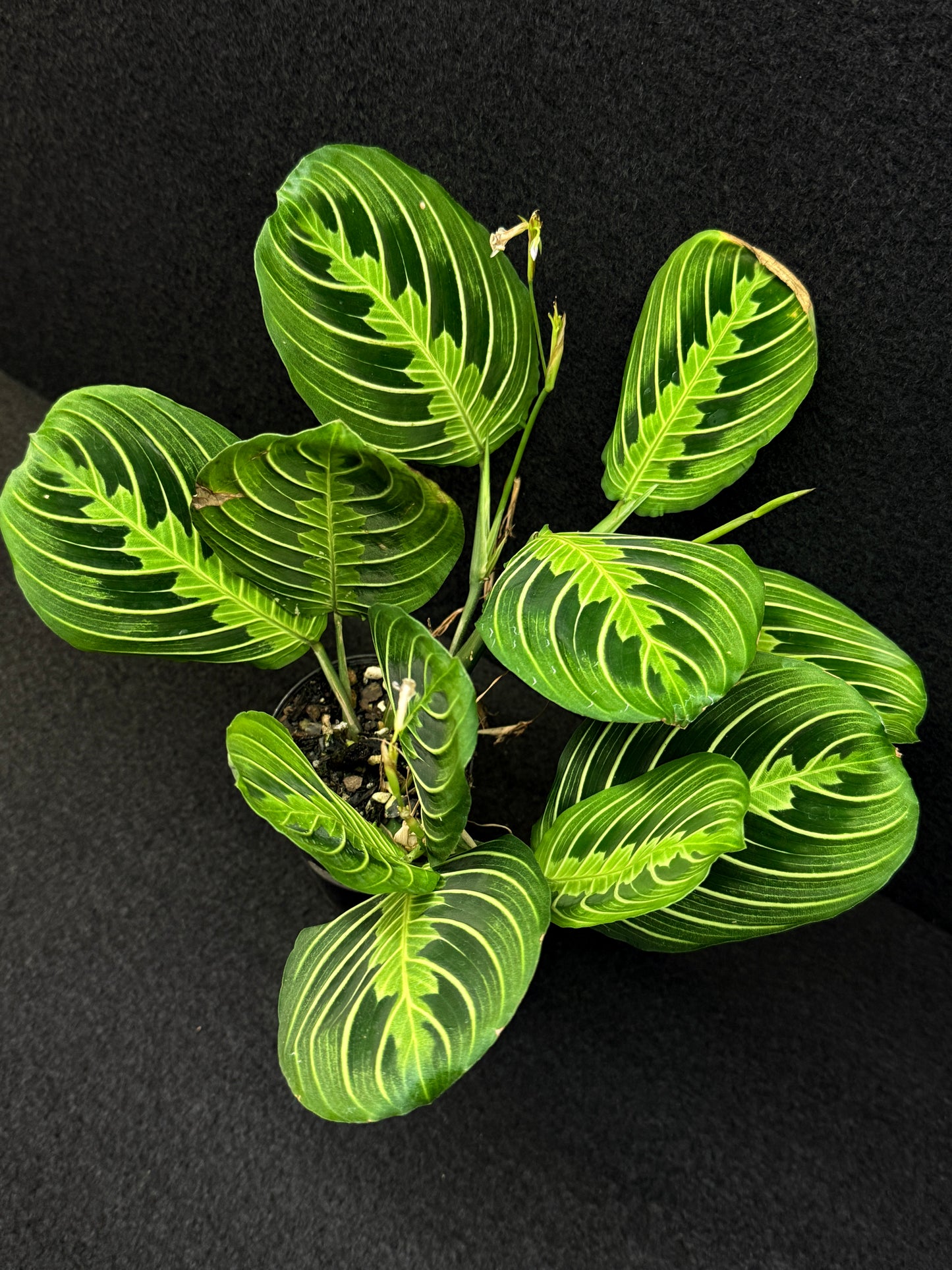 Maranta leuconeura Lemon Lime U3