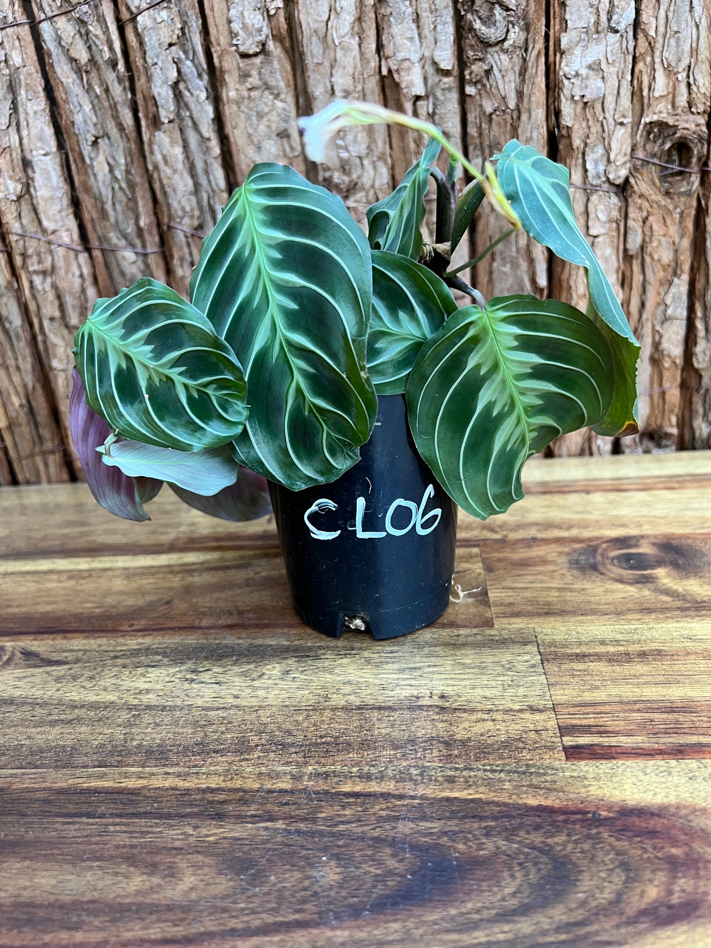 Maranta Cat Moustache CL106