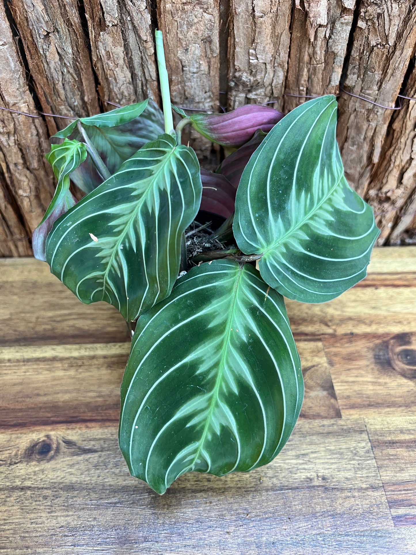 Maranta Cat Moustache CL107