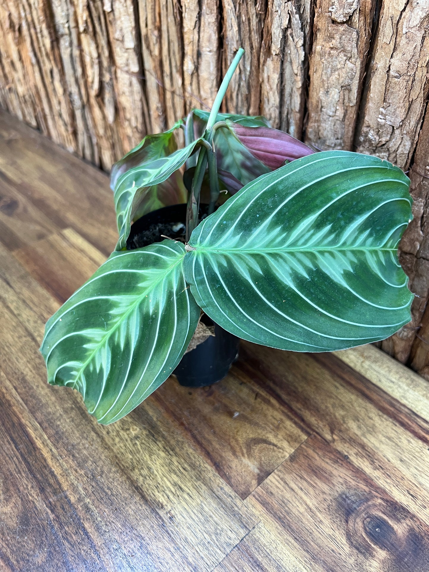 Maranta Cat Moustache CL107