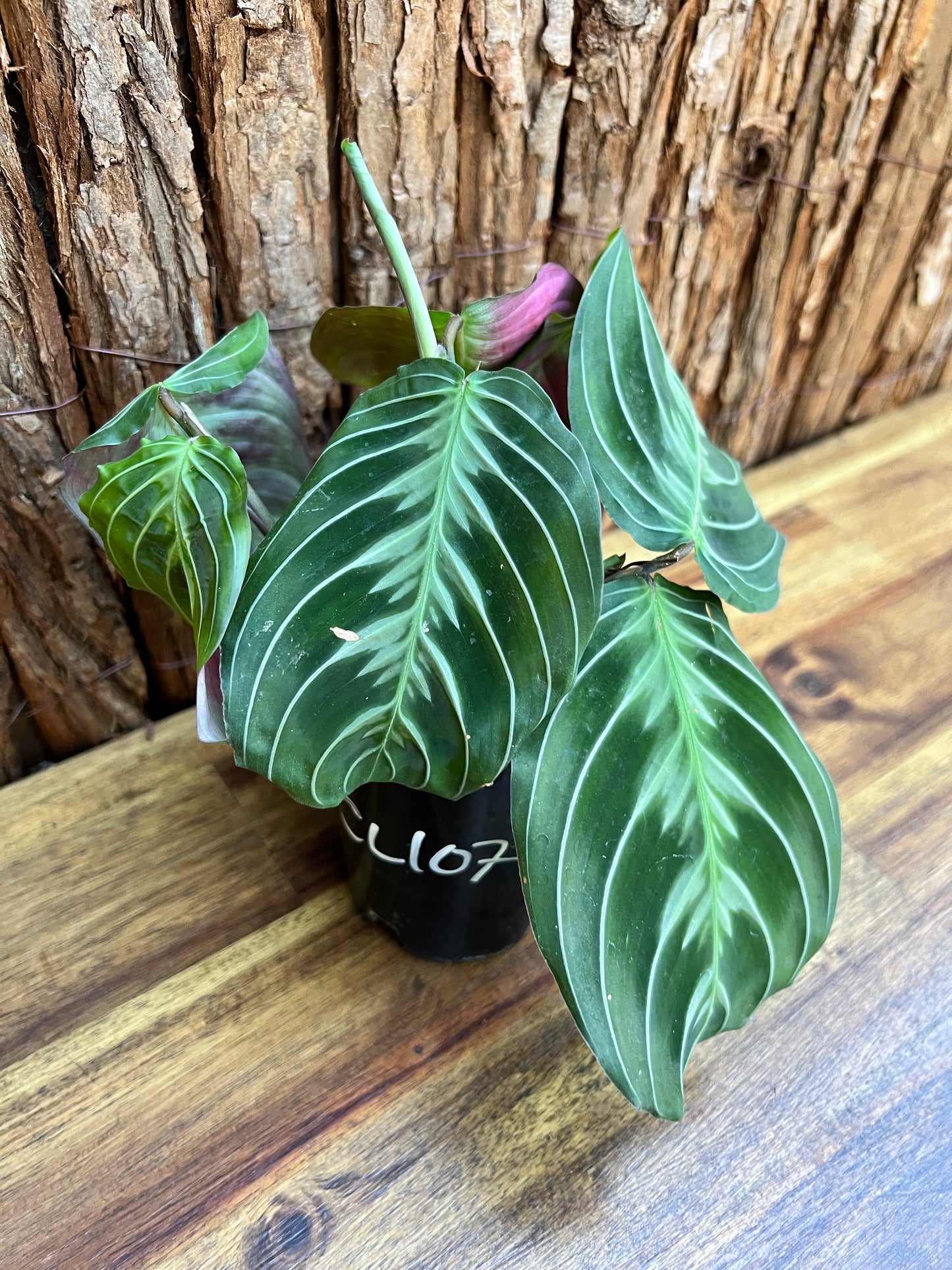 Maranta Cat Moustache CL107