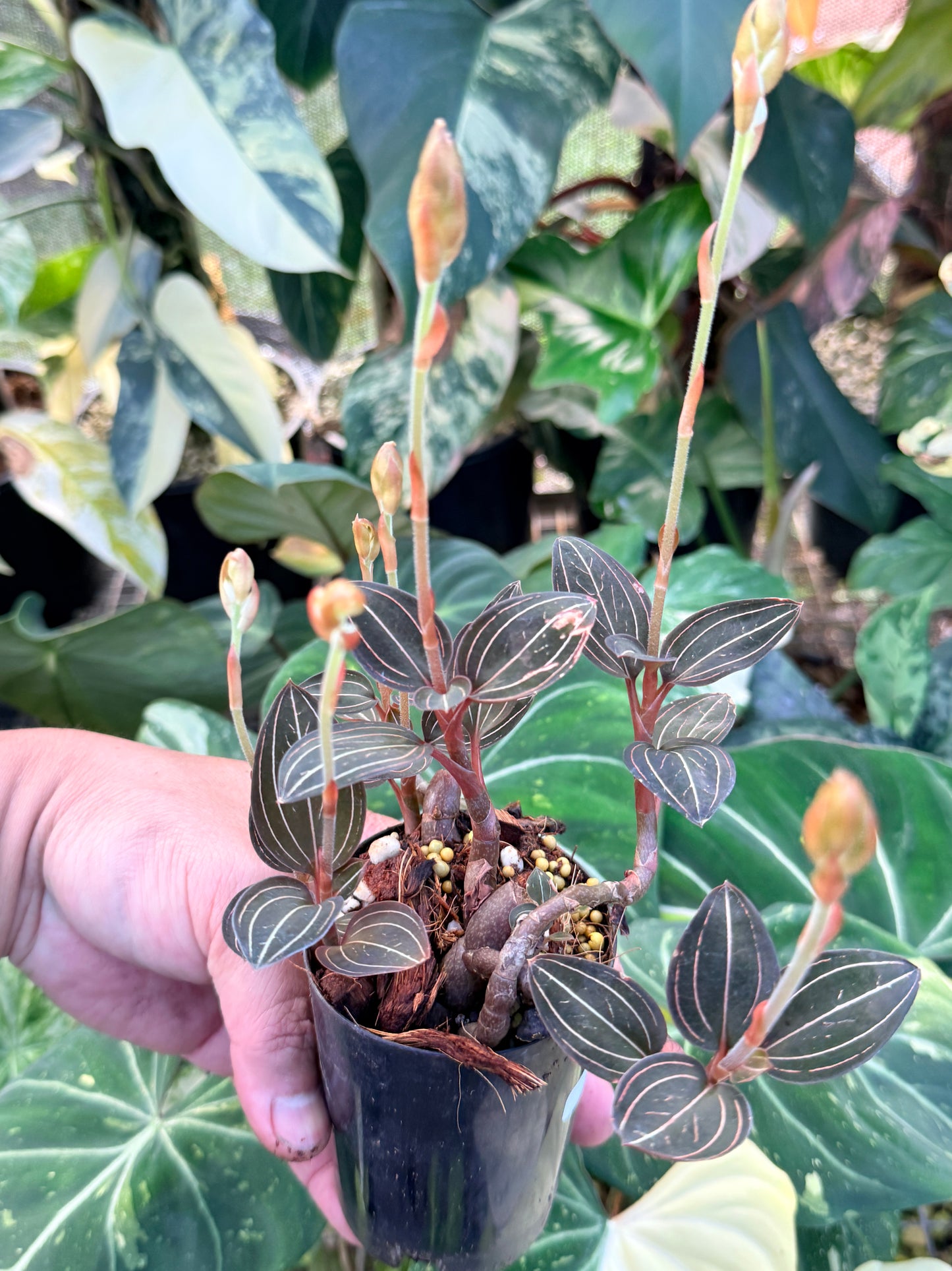 Ludisia discolor 'Black Jewel Orchid' P9