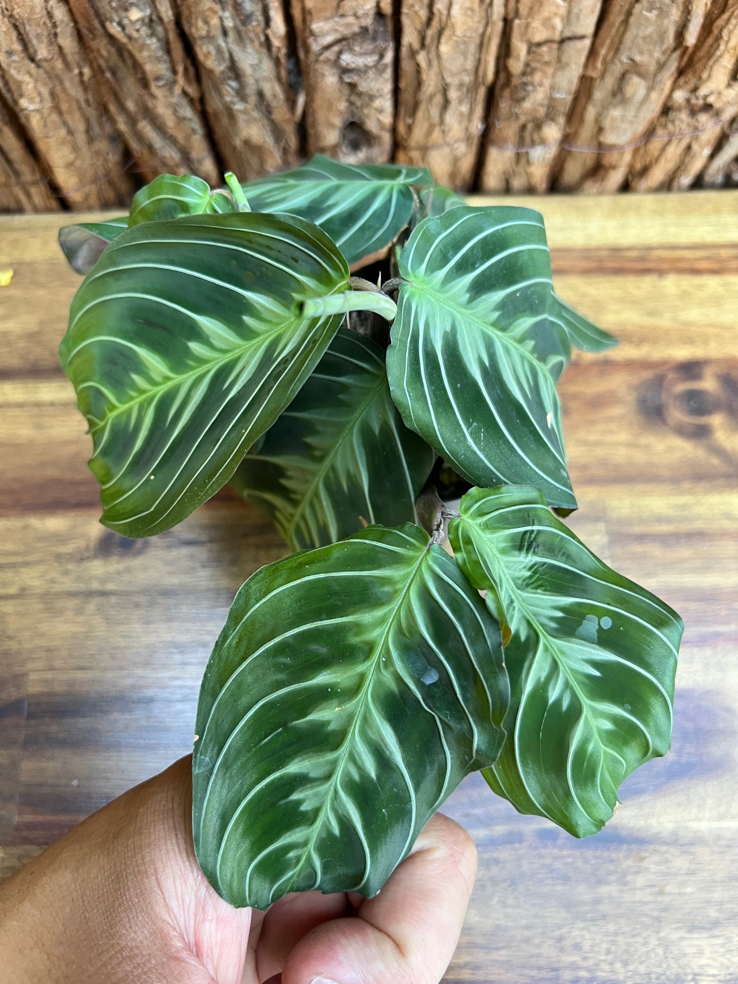 Maranta Cat Moustache CL107