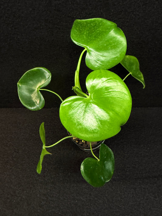 Philodendron Grazielae - Rarely Offered E9