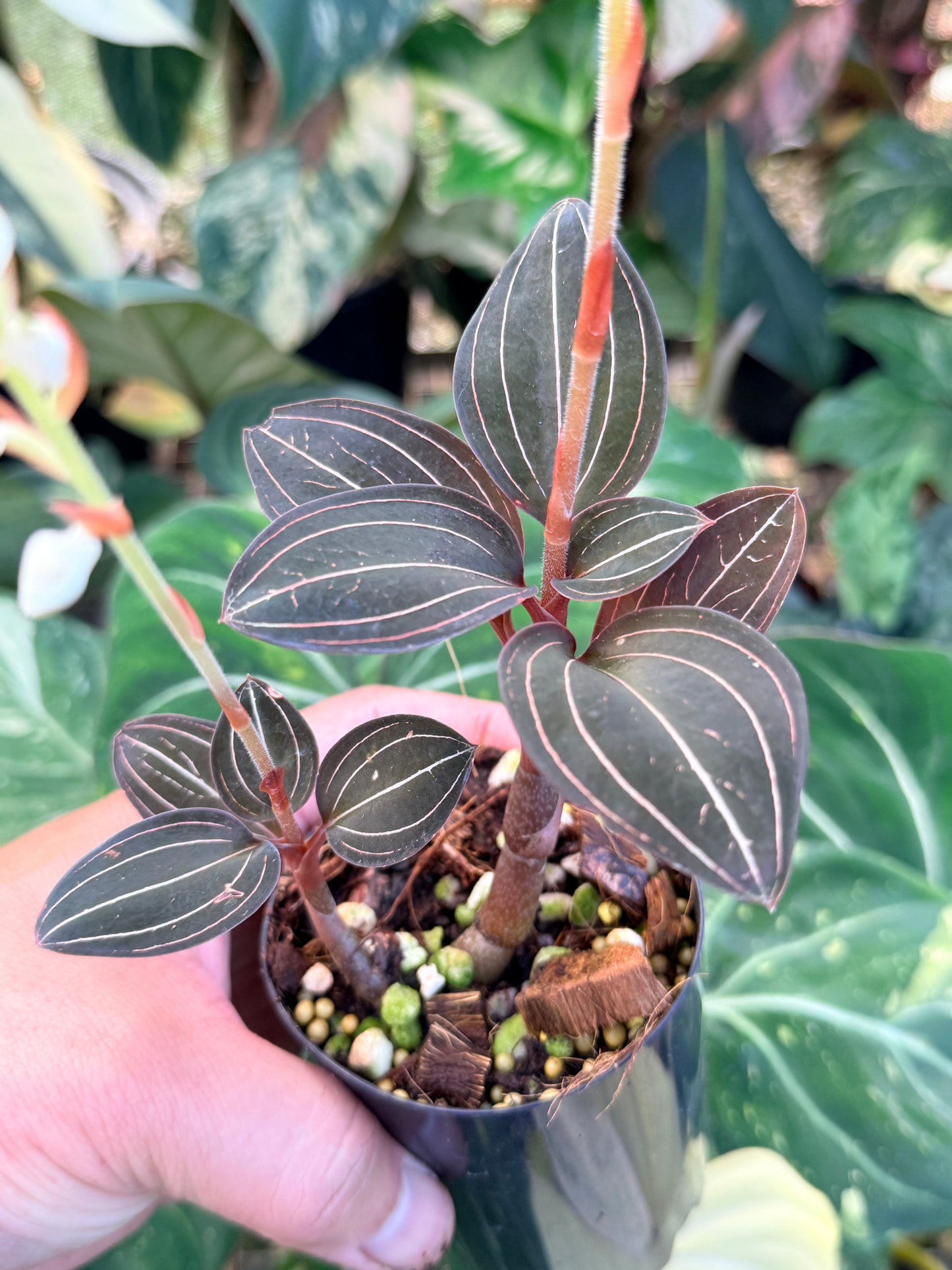 Ludisia discolor 'Black Jewel Orchid' P8