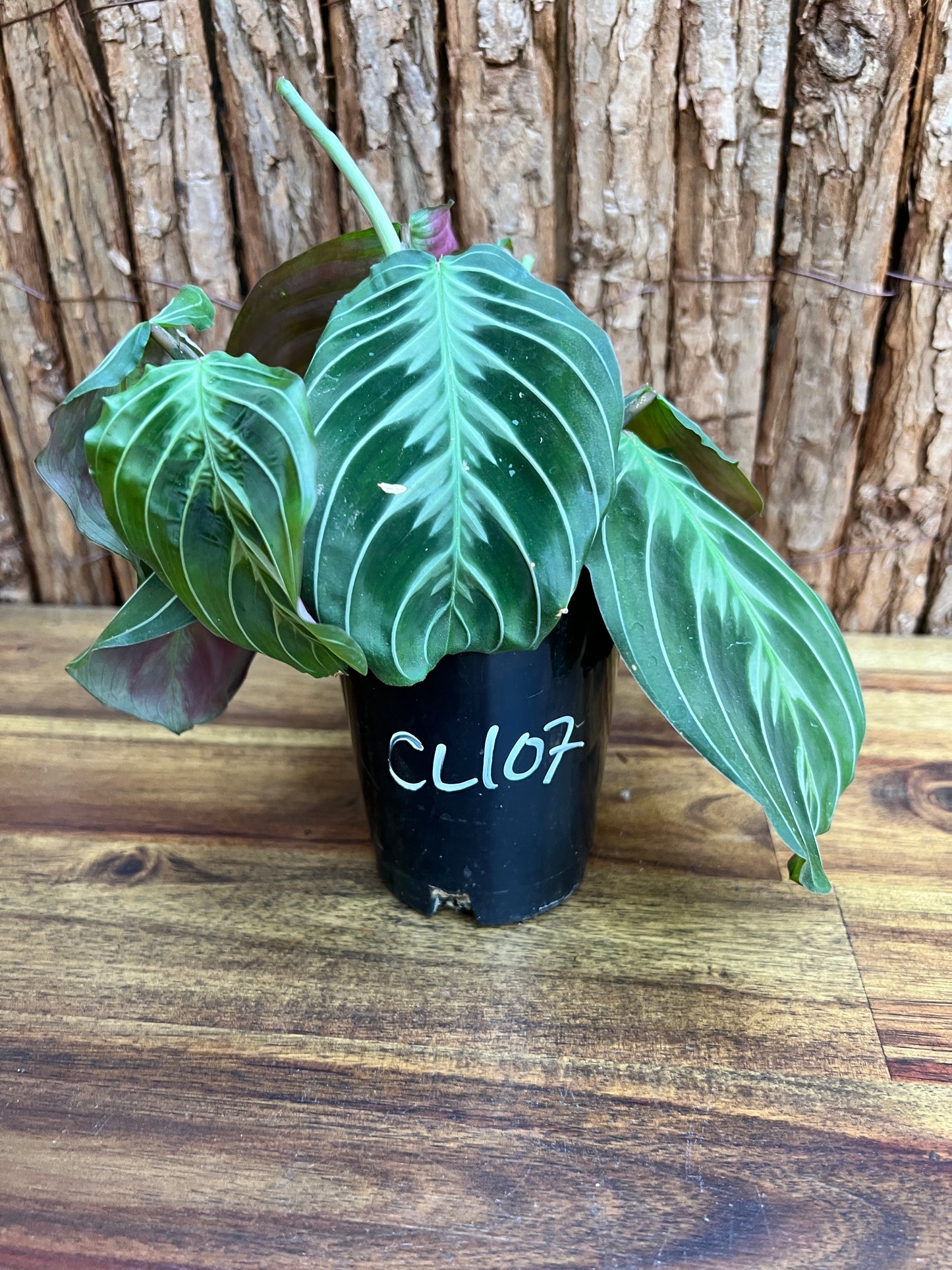 Maranta Cat Moustache CL107